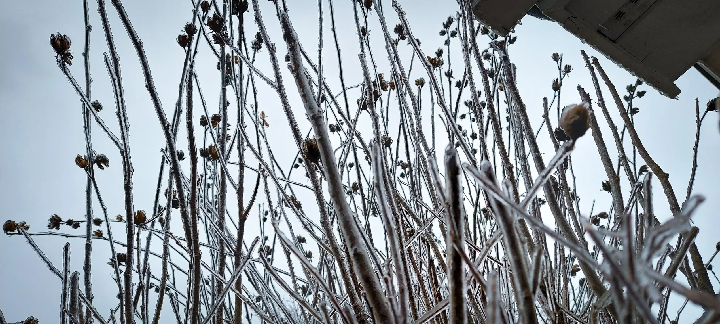 frozen bush_2526-1.jpg