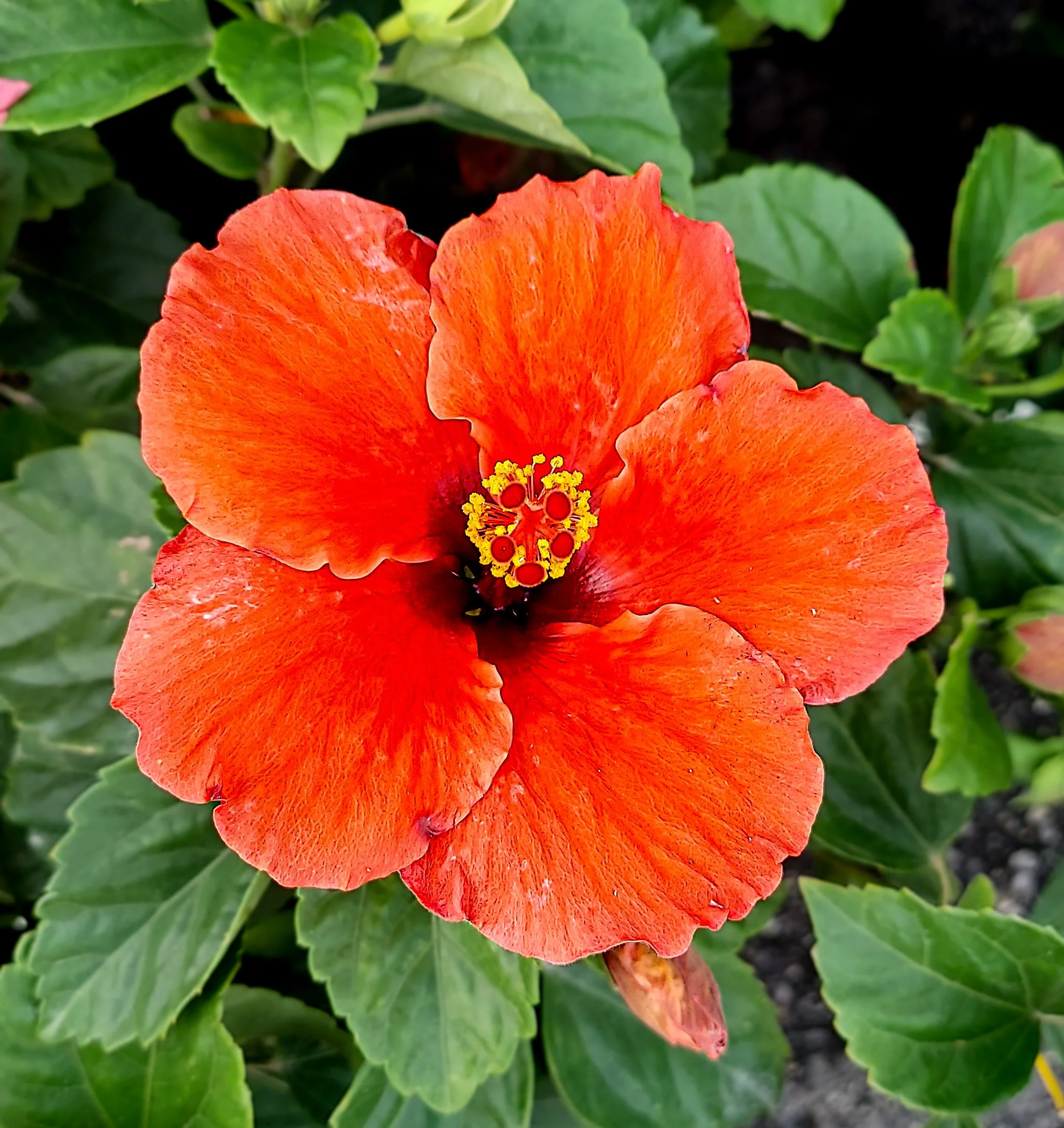 Tropical Hibiscus (2026)