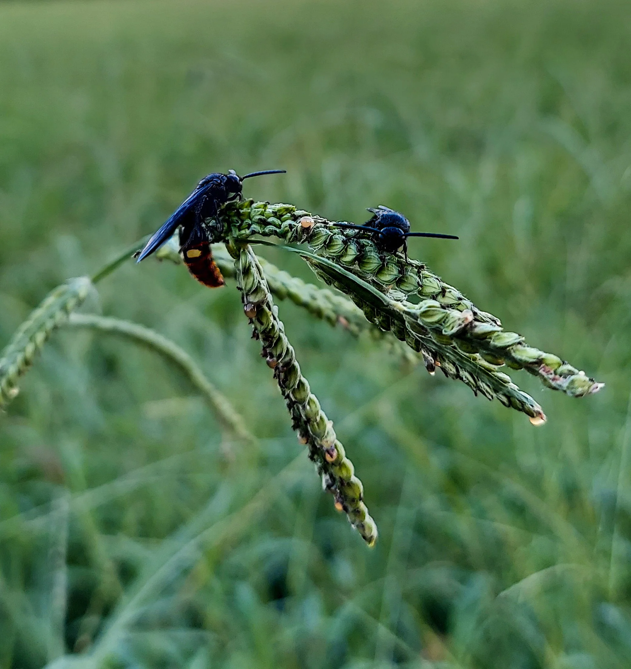 Blue Winged Wasps (2026)