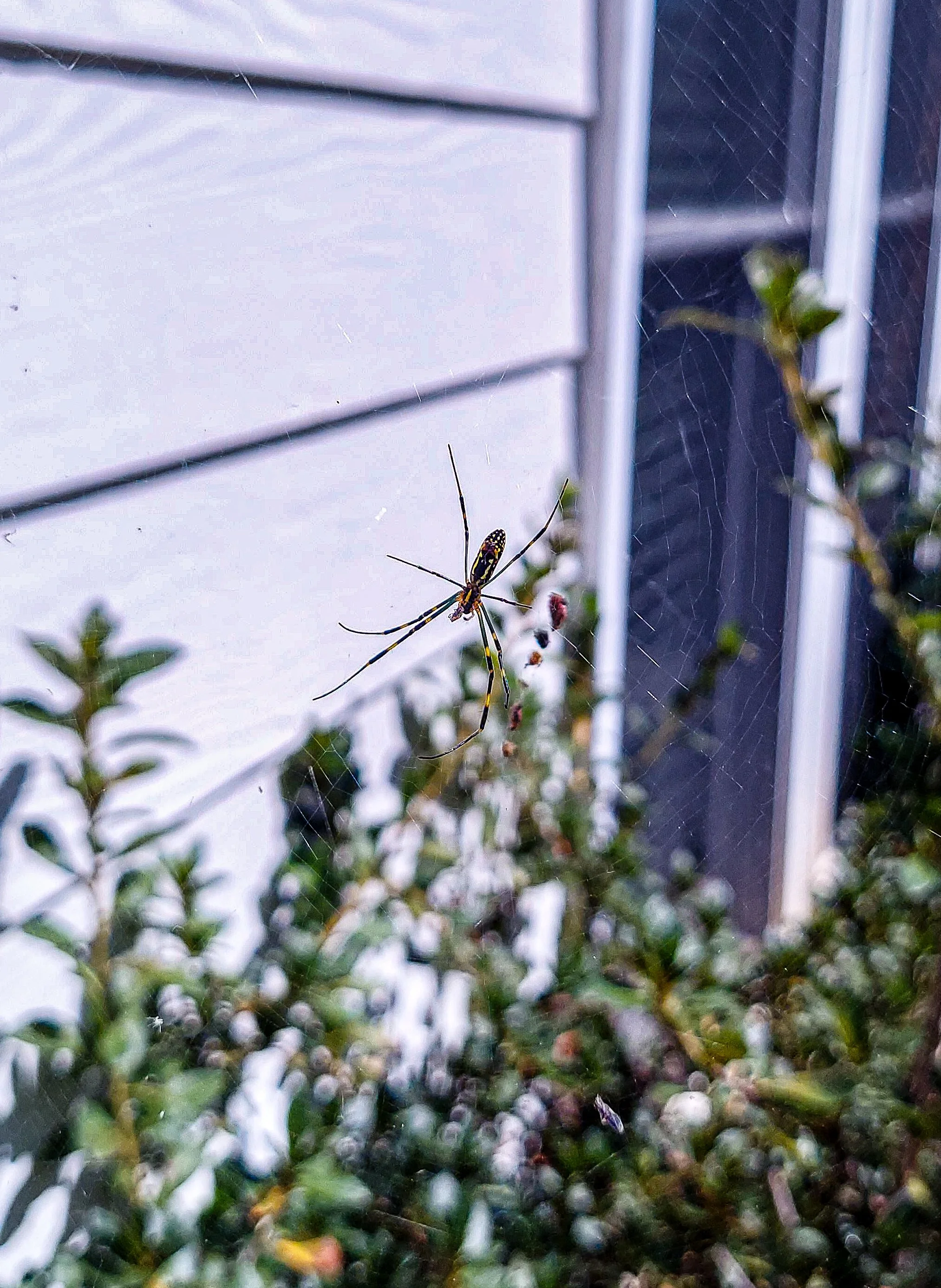 Joro Spider (2026)