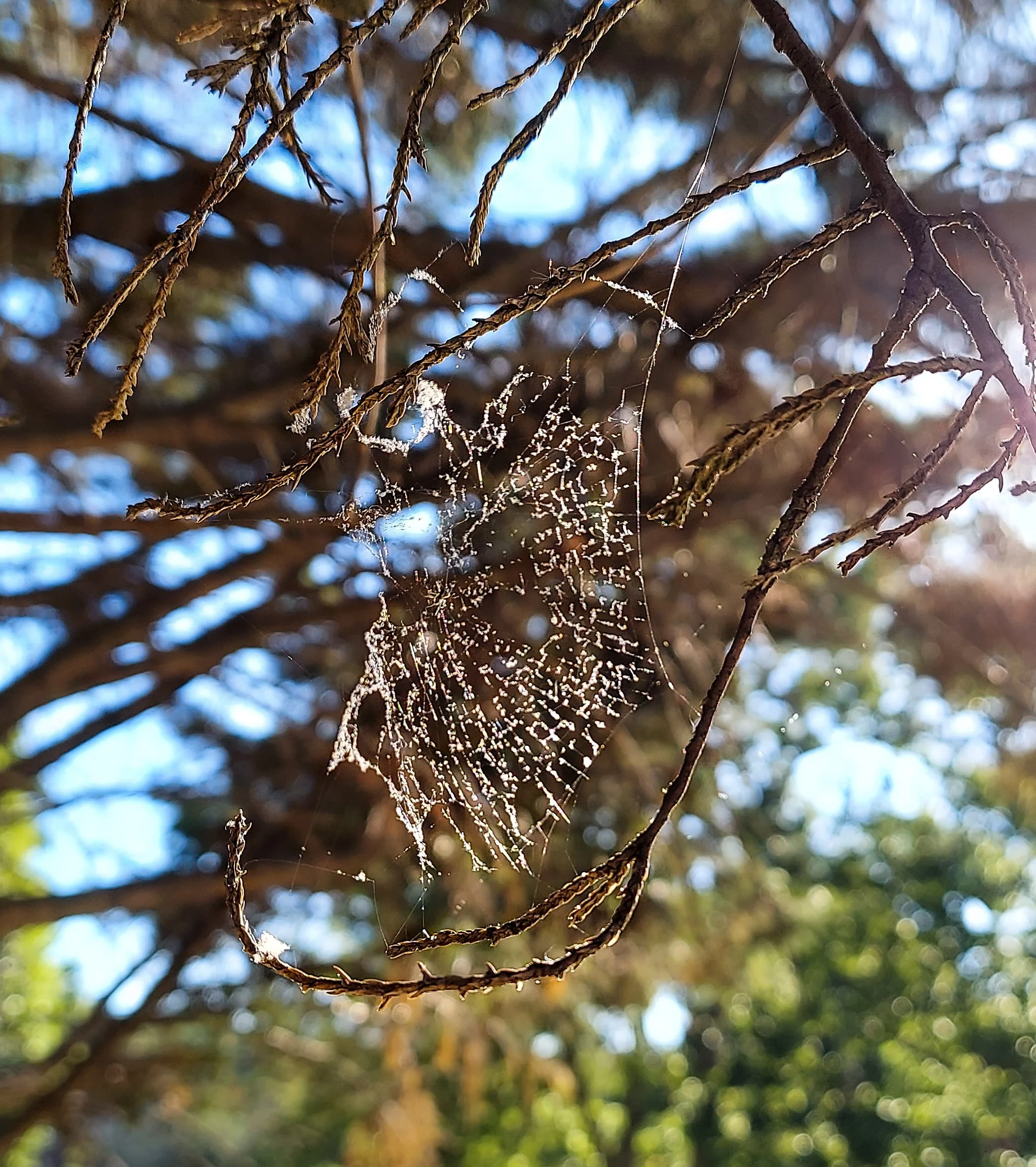 Small Spiderweb (2026)