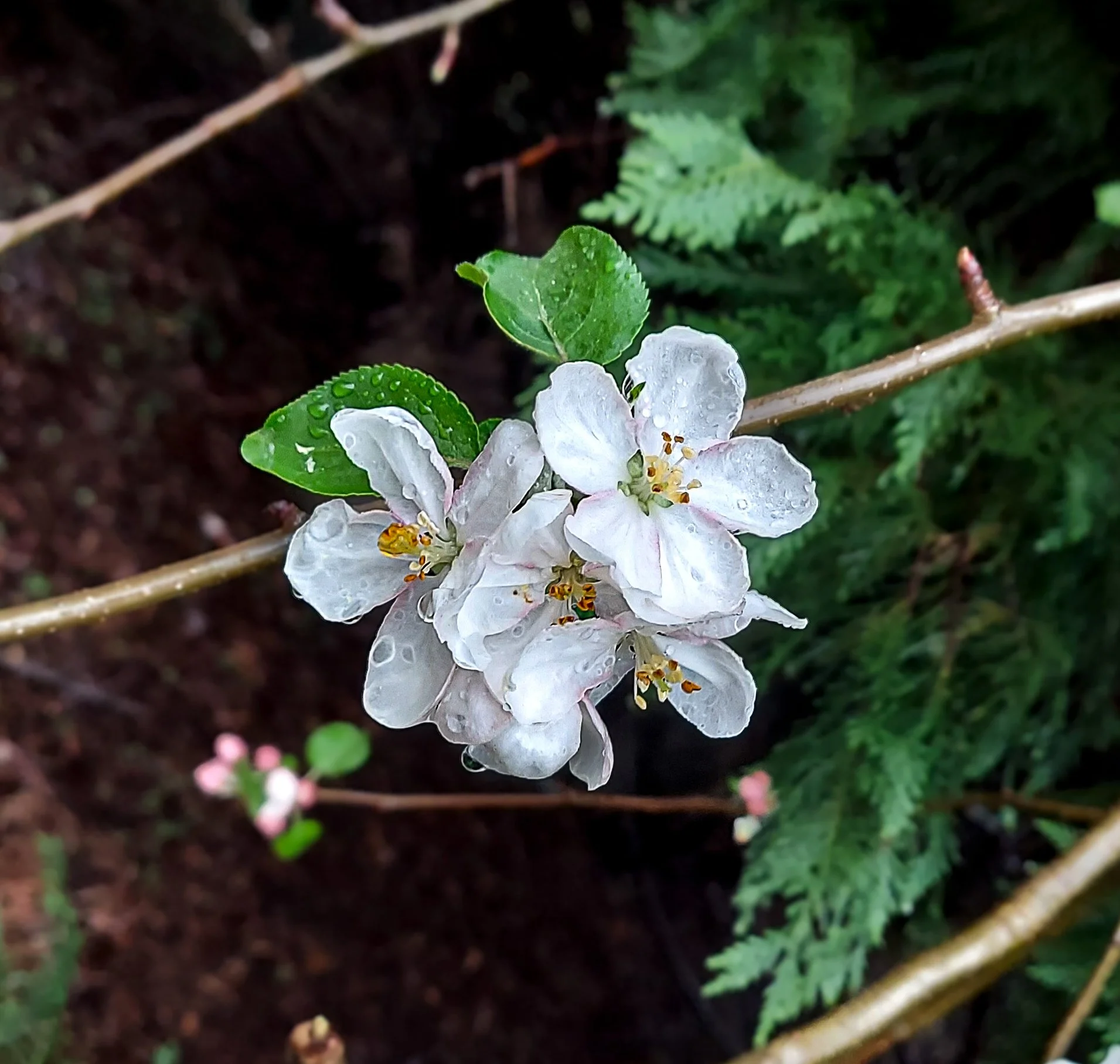 Apple Blossoms (2021)