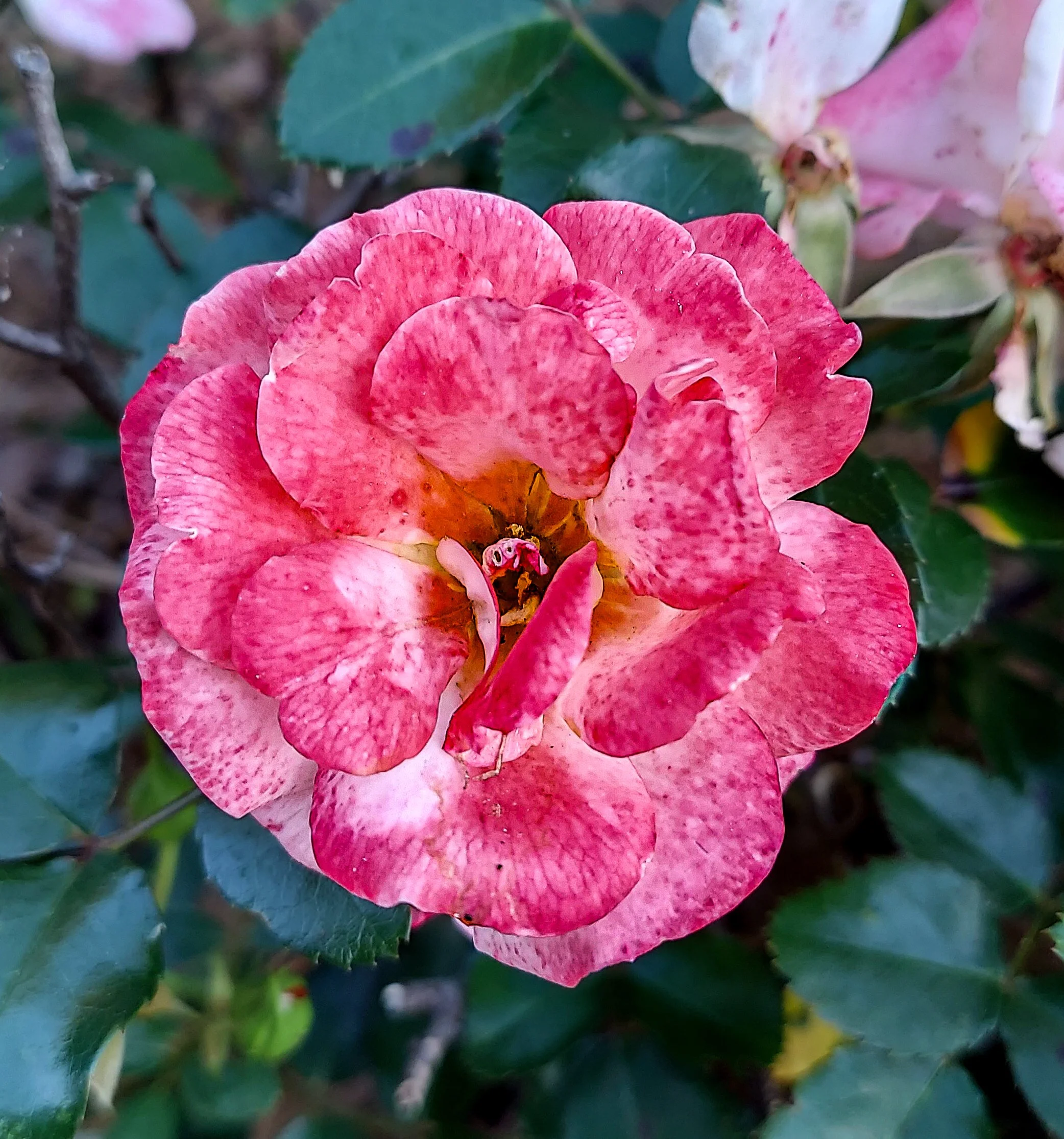 Sunrise Sunset Shrub Rose (2026)