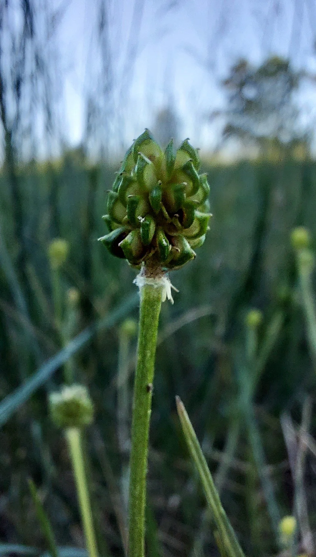 Ribwort Plantain (2026)