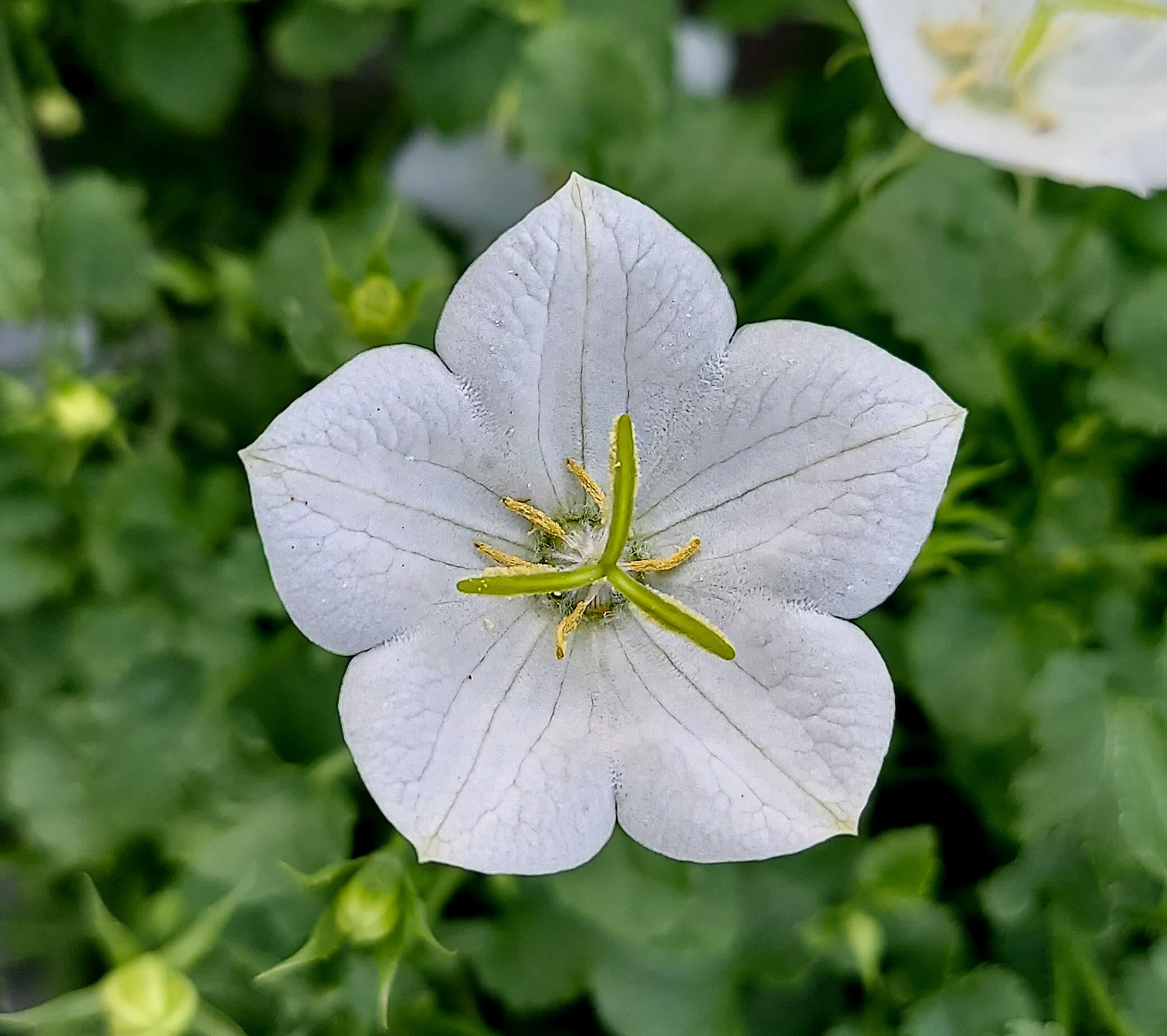 White Bellflower (2026)