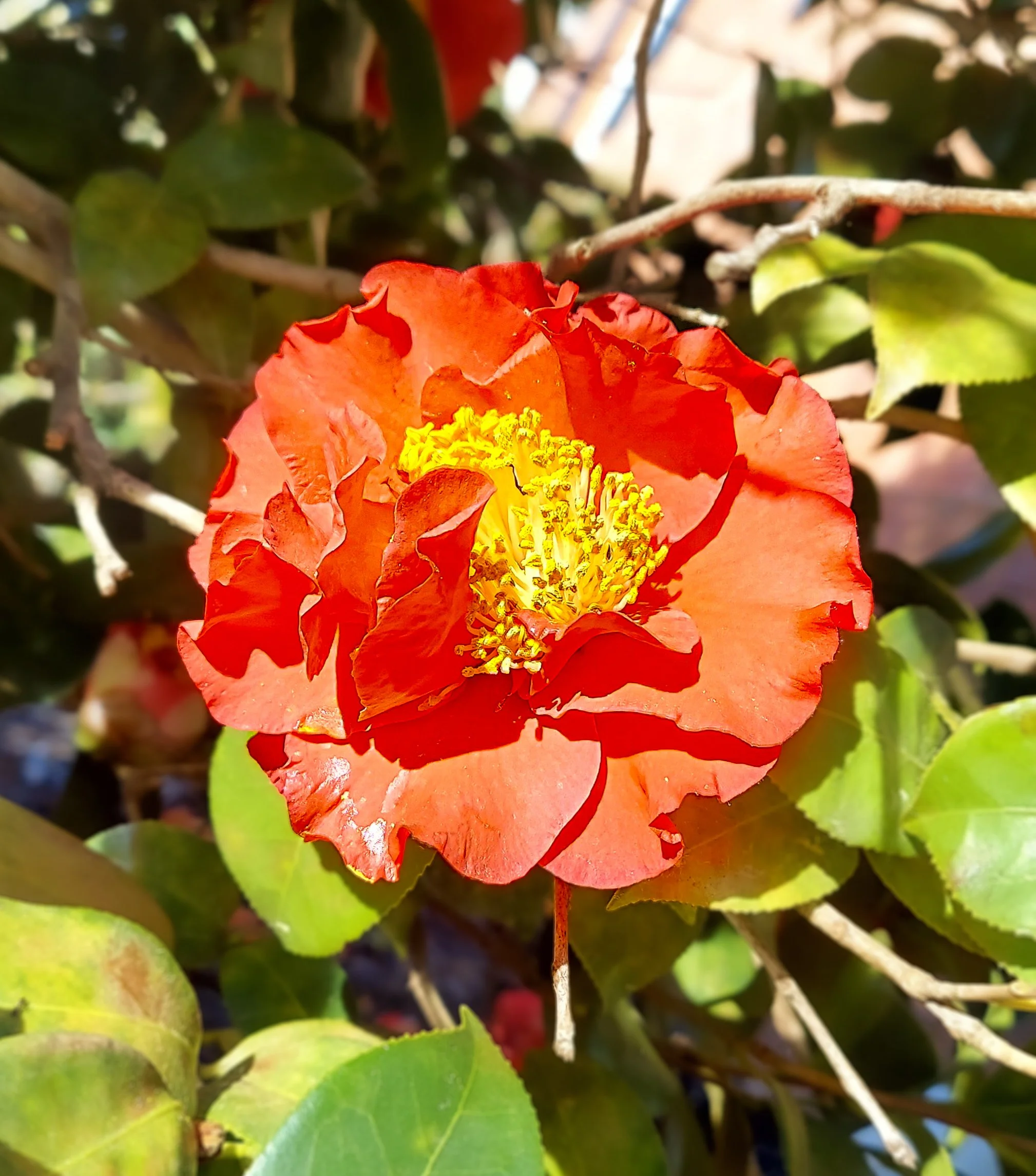 Red Camellia (2026)