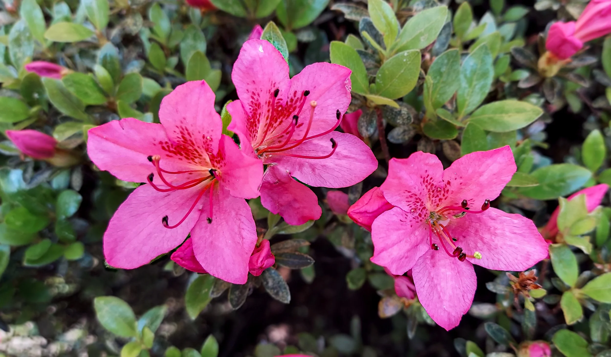 Pink Azalea (2026)