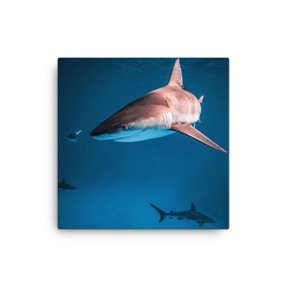 canvas-(in)-16x16-wall-62d6c717f039b.jpg