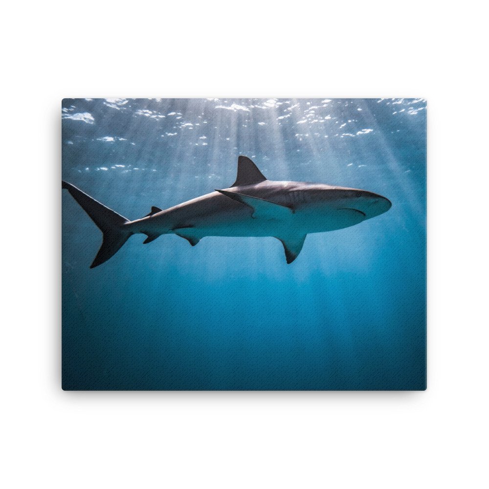 canvas-(in)-16x20-wall-62d6fd2e47e83.jpg