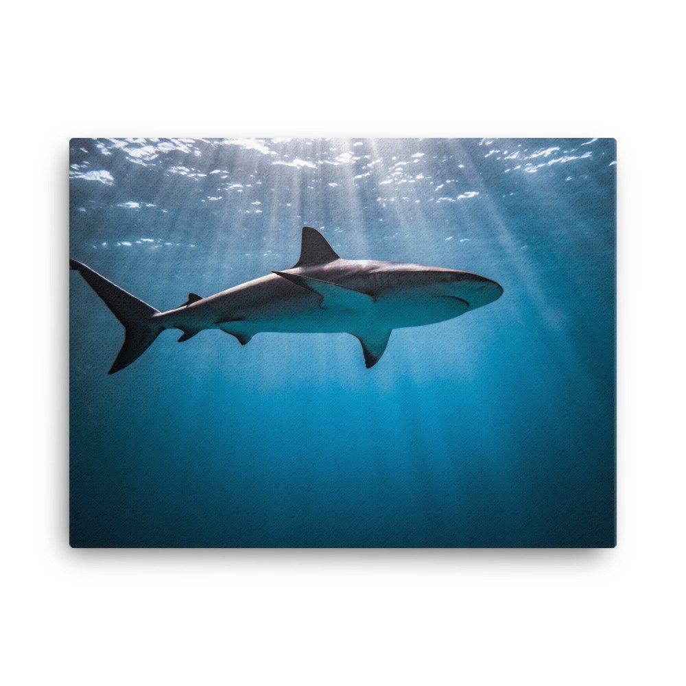 canvas-(in)-18x24-wall-62d6fd2e47f1b.jpg