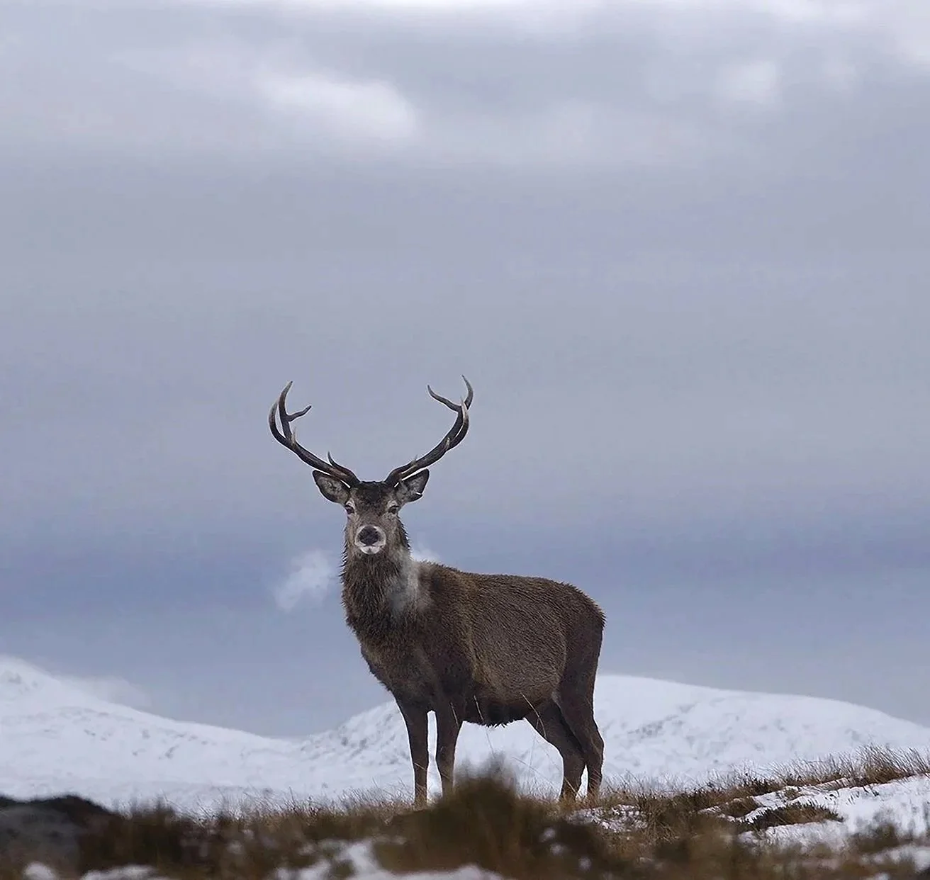 A deer standing on snow-covered ground with mountain background, cloudy sky.