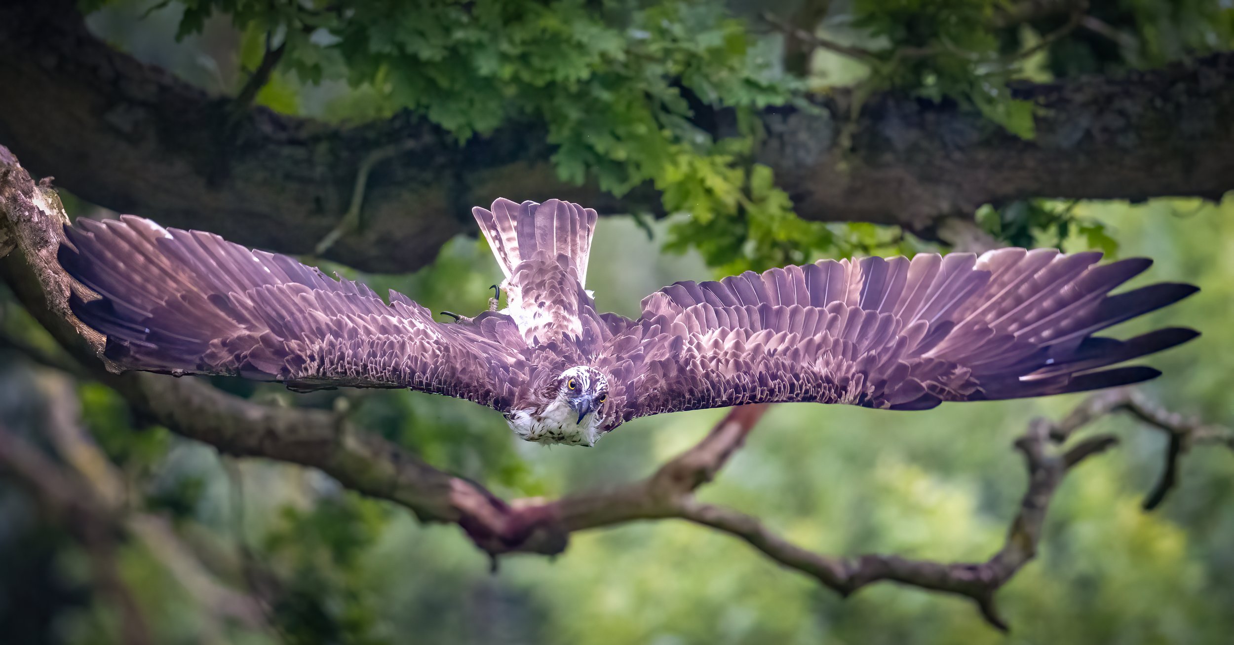 261A6685-Edit.jpg