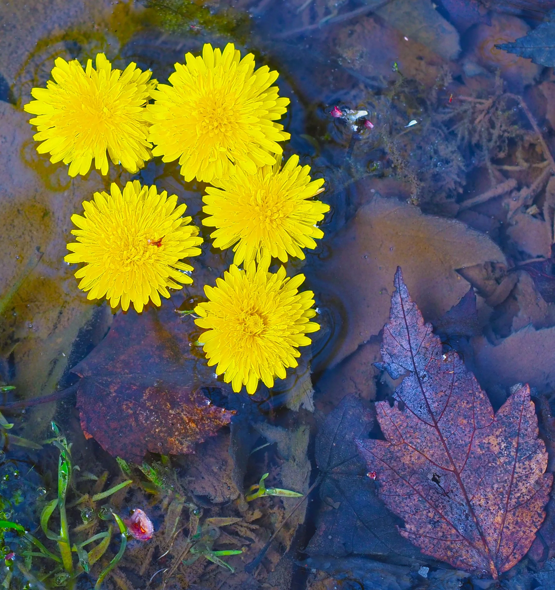 P4171792_crop.jpg