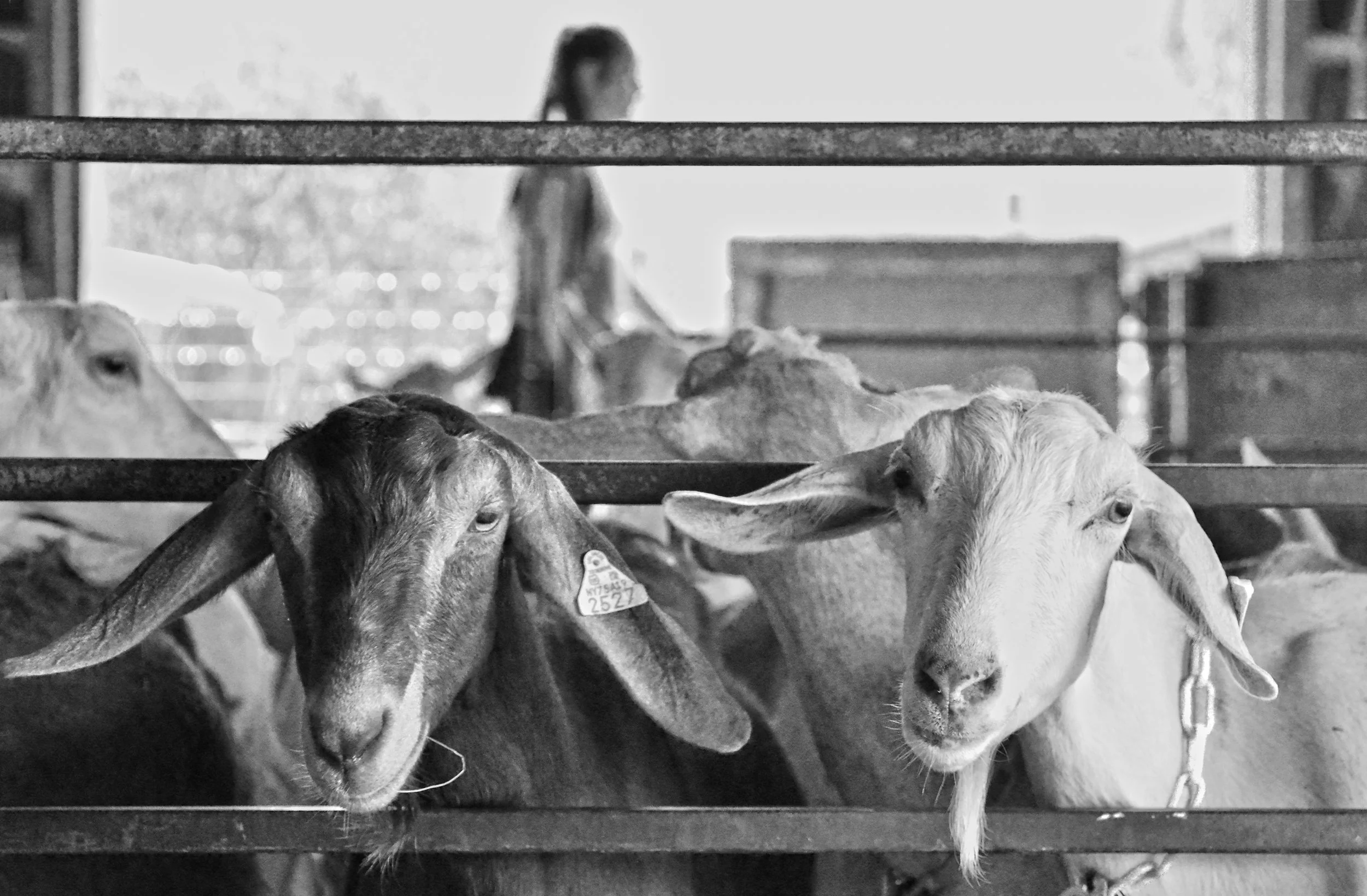 DSC_4947_bw.jpg
