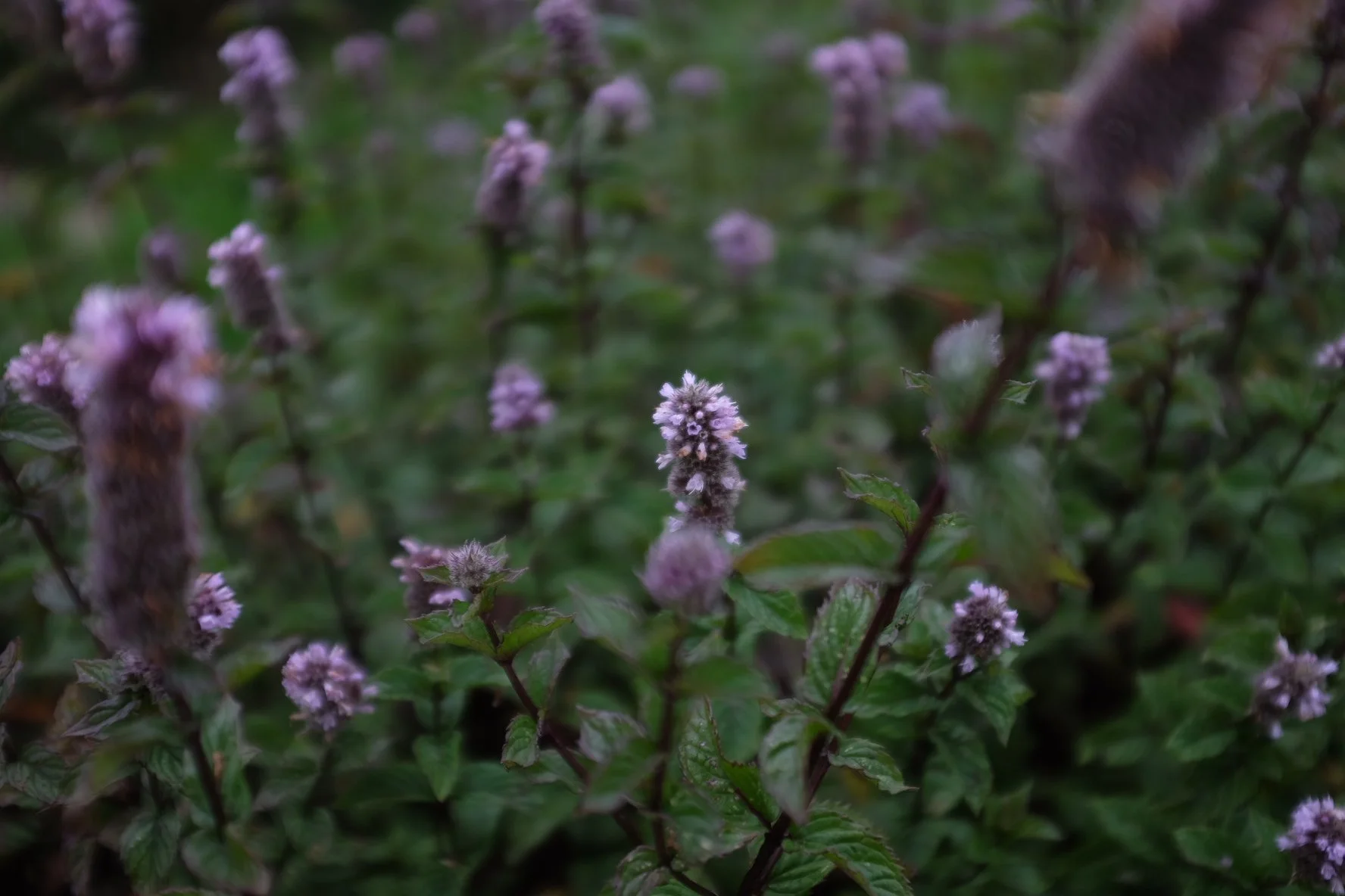 21AF1FFE-F5B7-42A4-AC40-6962A70A30B7-503-0000003A56E8AF22 2.JPG