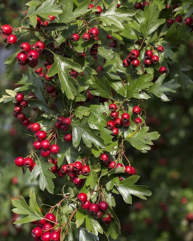 Close-up of a branch with green, jagged leaves and clusters of small, round, bright red berries.