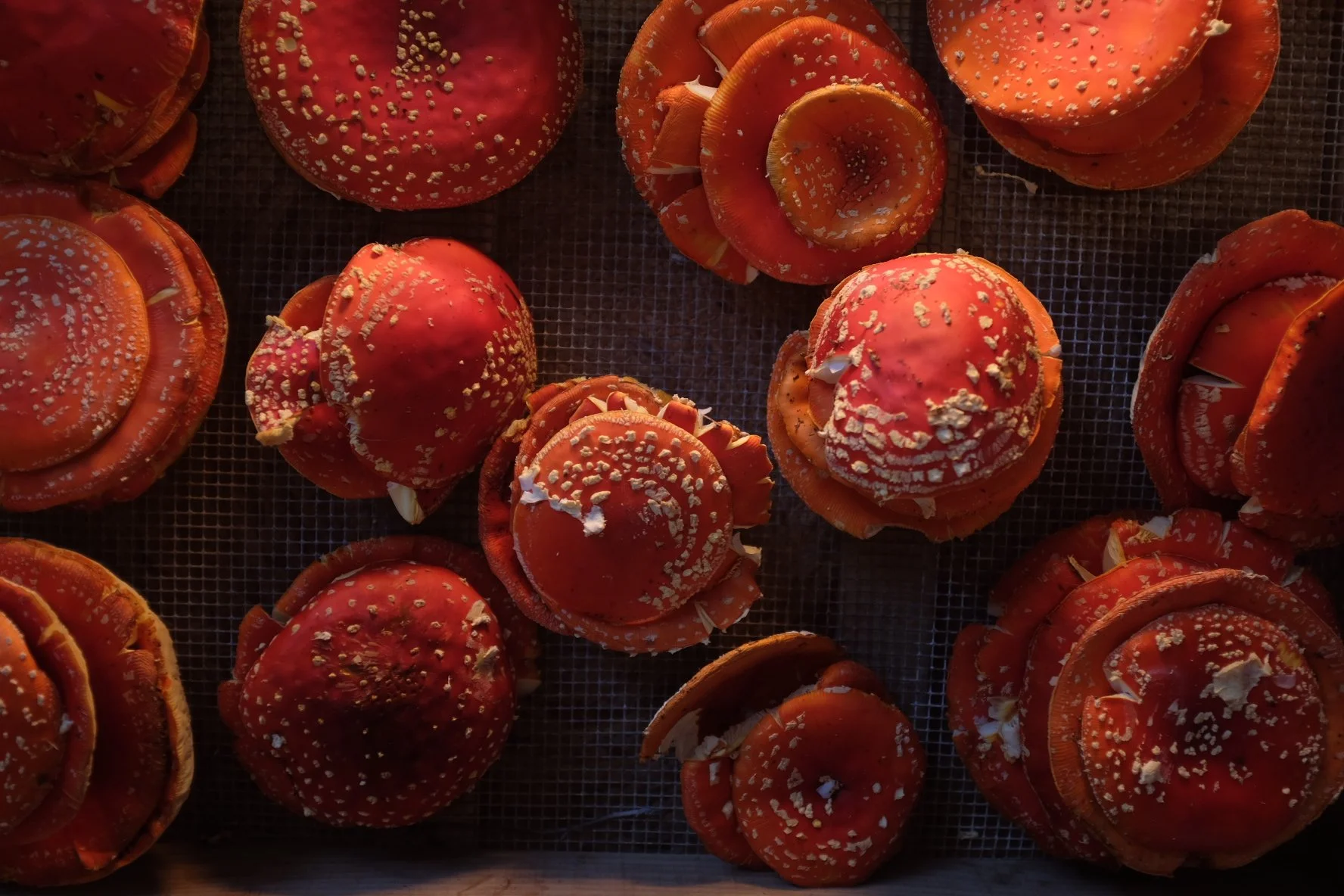 36DDA05C-C264-4156-B9B3-035B3FE37281-503-000000356D66FA04 2.JPG