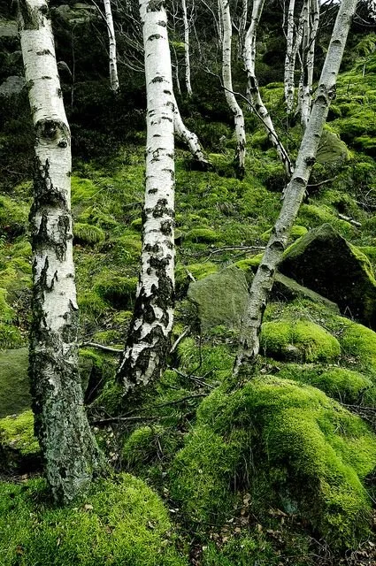 Birch trees in a moss-covered forest with rocks and greenery.