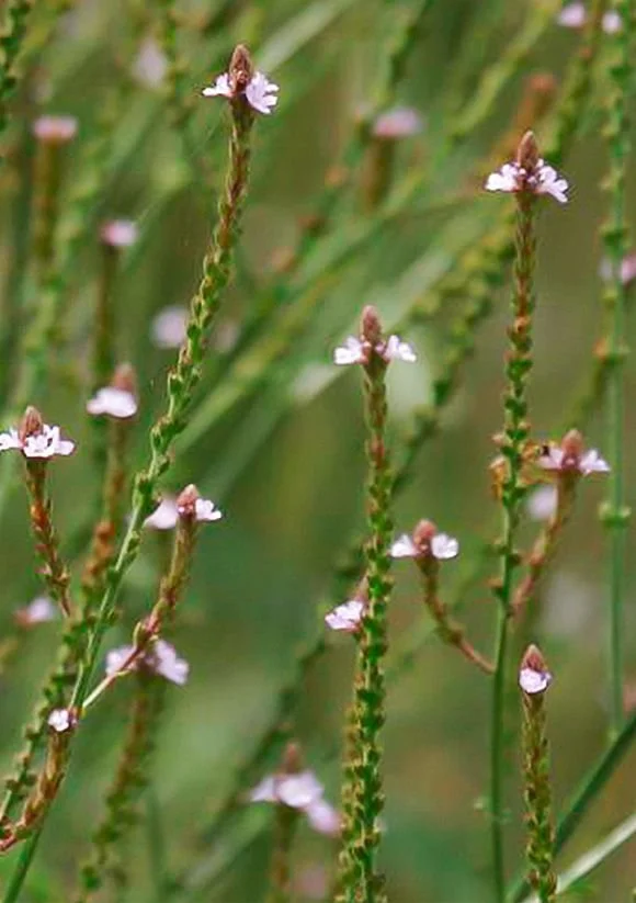 Close-up of tall green grass stems with small white and pink flowers.