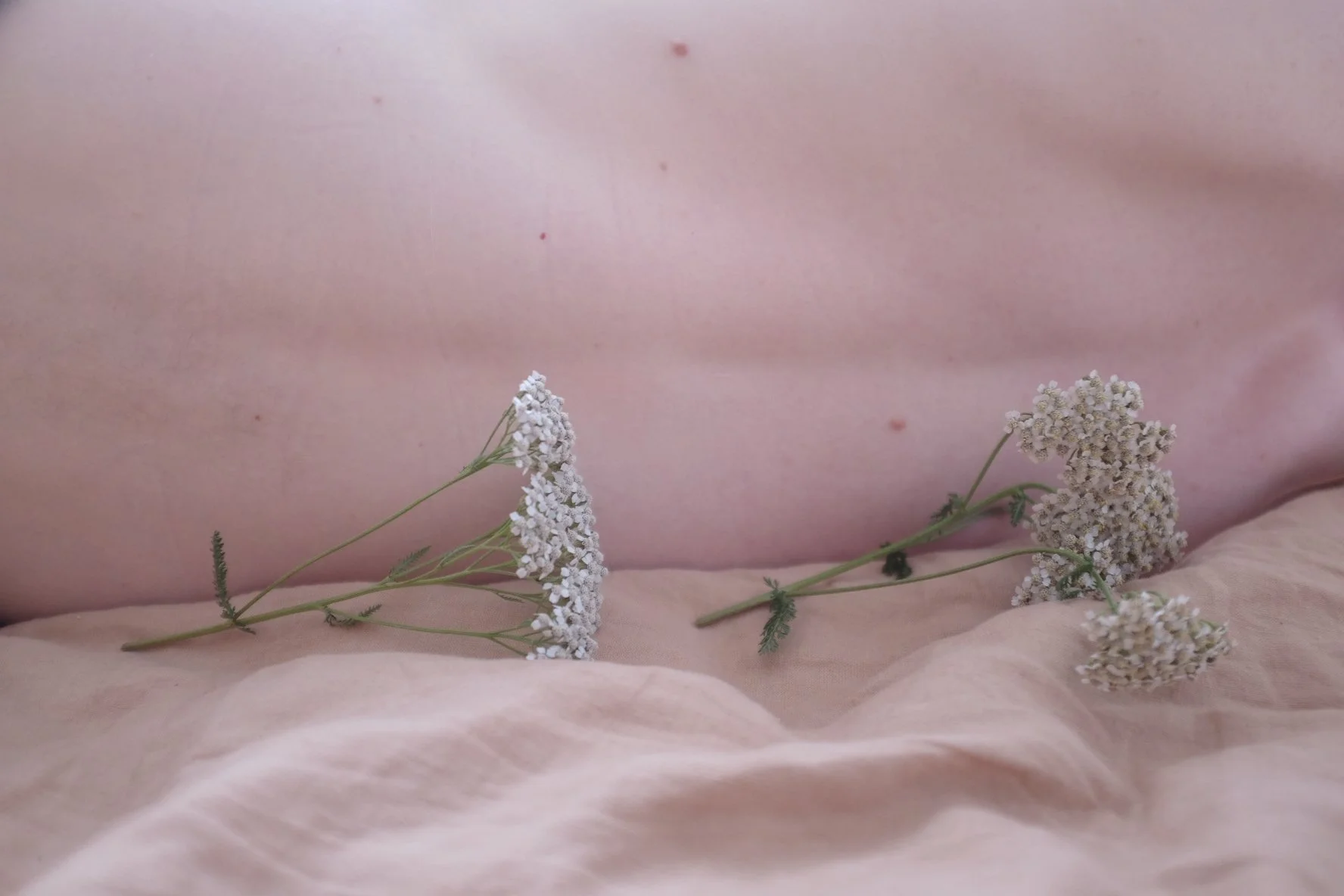 Close-up of a person's bare chest with two small white flowers resting on the skin and a pink background.
