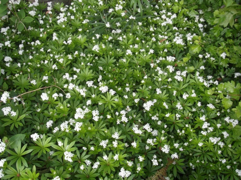 Green ground cover plant with small white flowers.