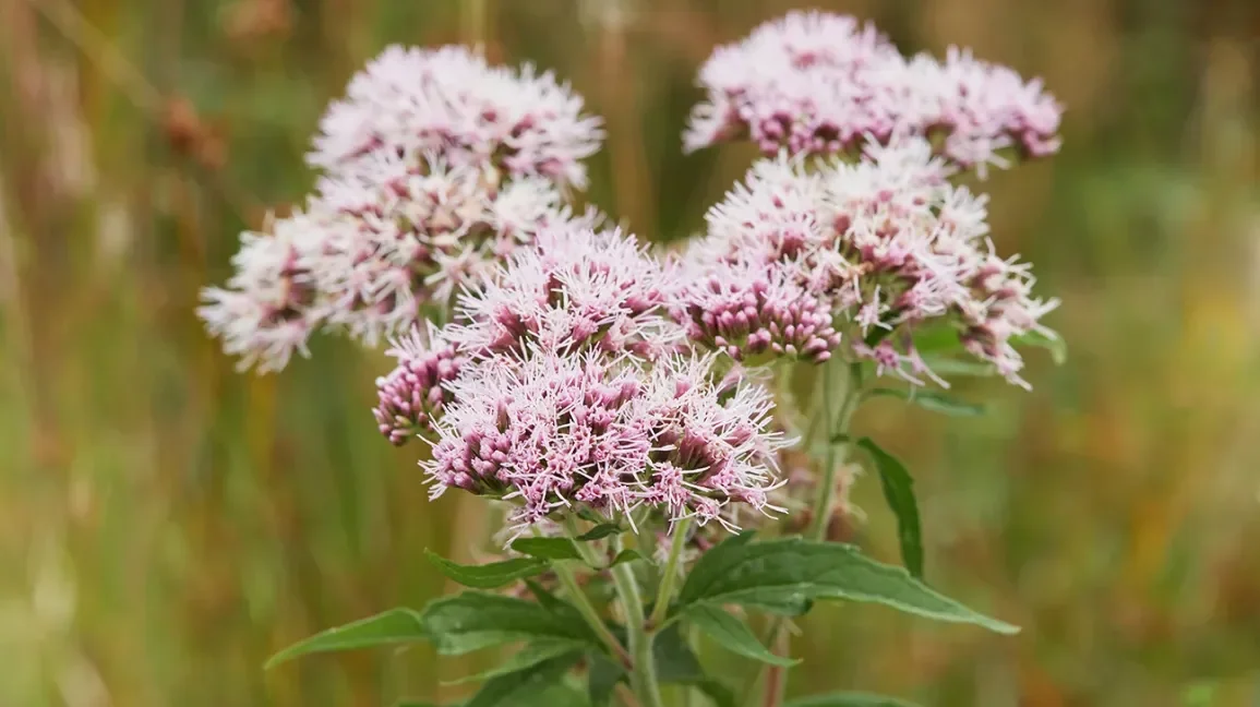valerian-officinalis-plant-root-1296-728-header.jpg.webp