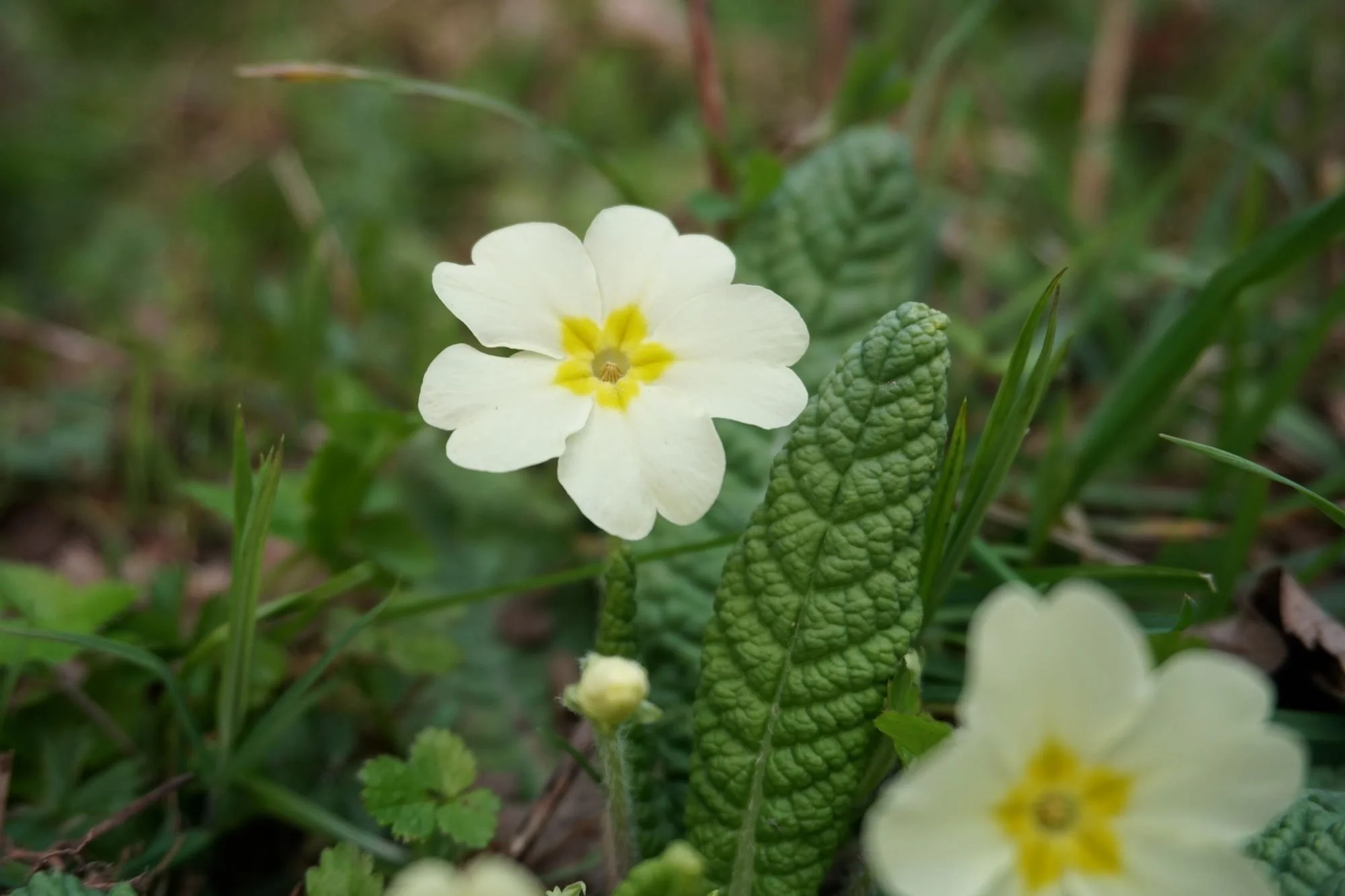 Close-up of a white primrose flower with yellow center, surrounded by green leaves and grass.