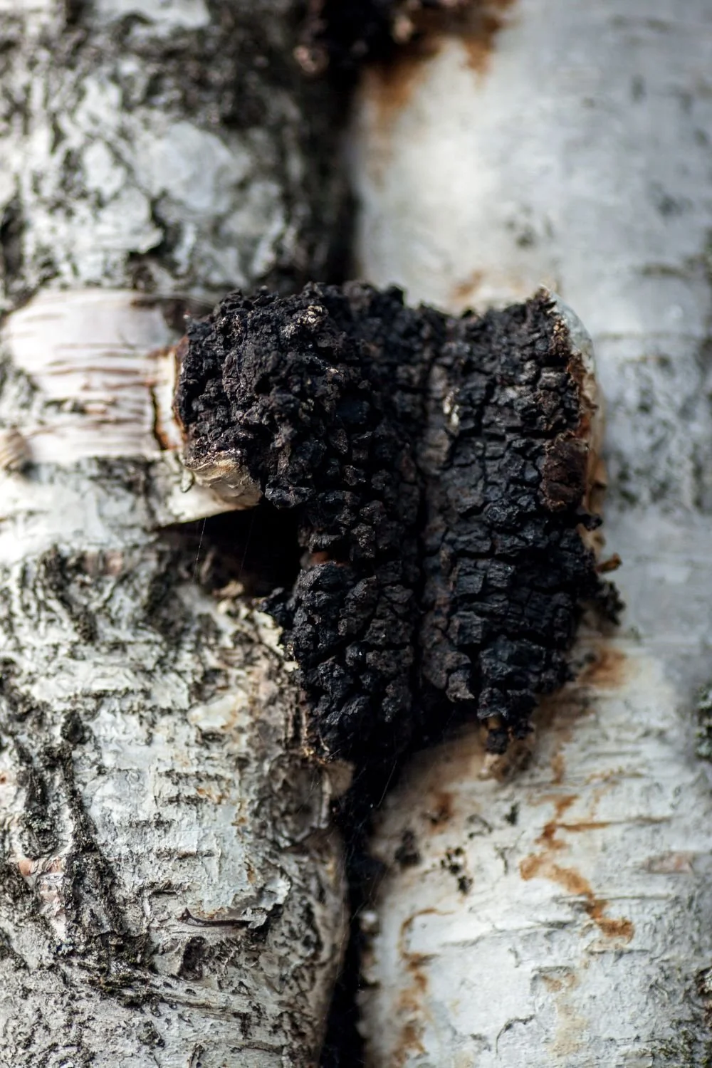 Close-up of a black fungus growing on a tree trunk with white and gray bark.