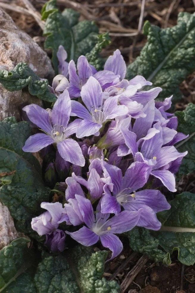 Purple and white wildflowers growing among green leaves and rocks.