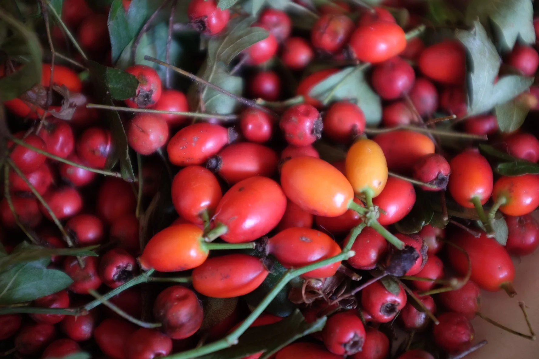 B6019D24-1559-463D-B129-C08C9948B359-503-0000003BE0182A3B 2.JPG