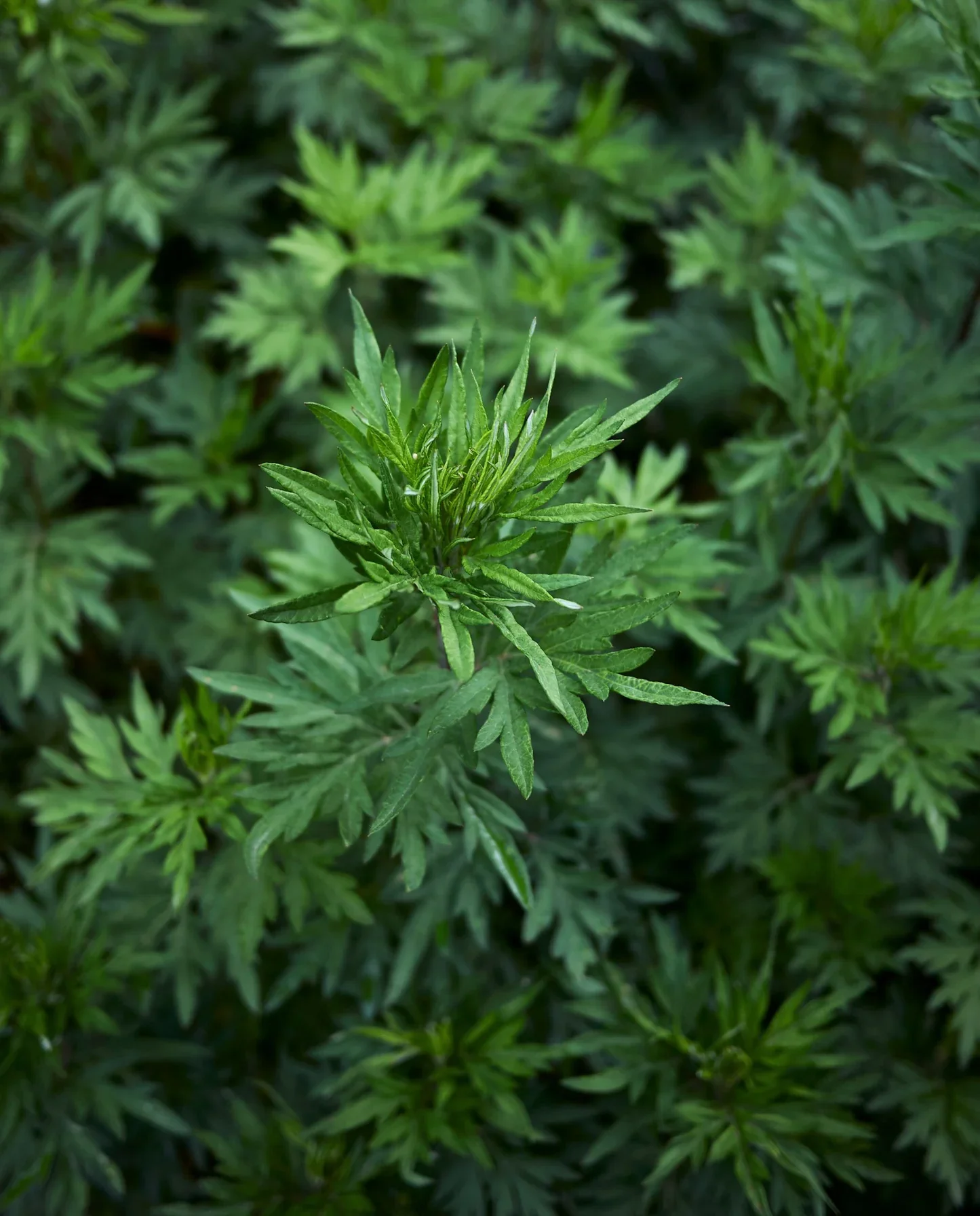 Mugwort.jpg.webp