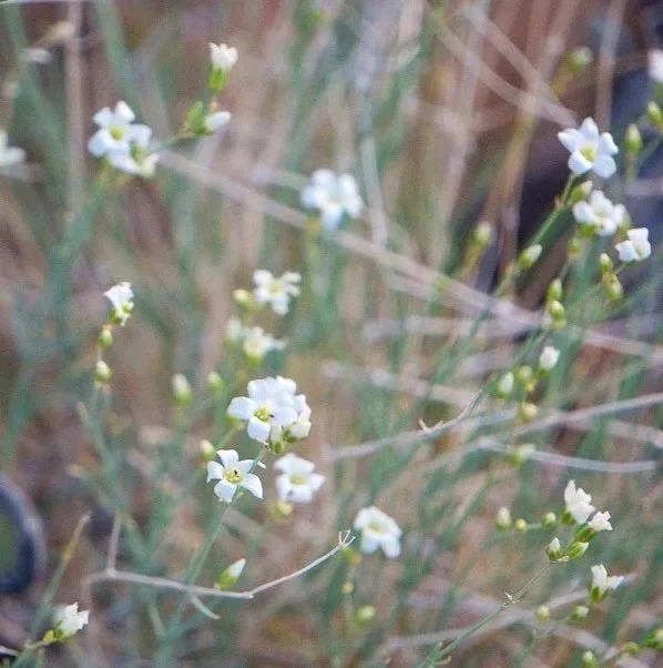 blooms