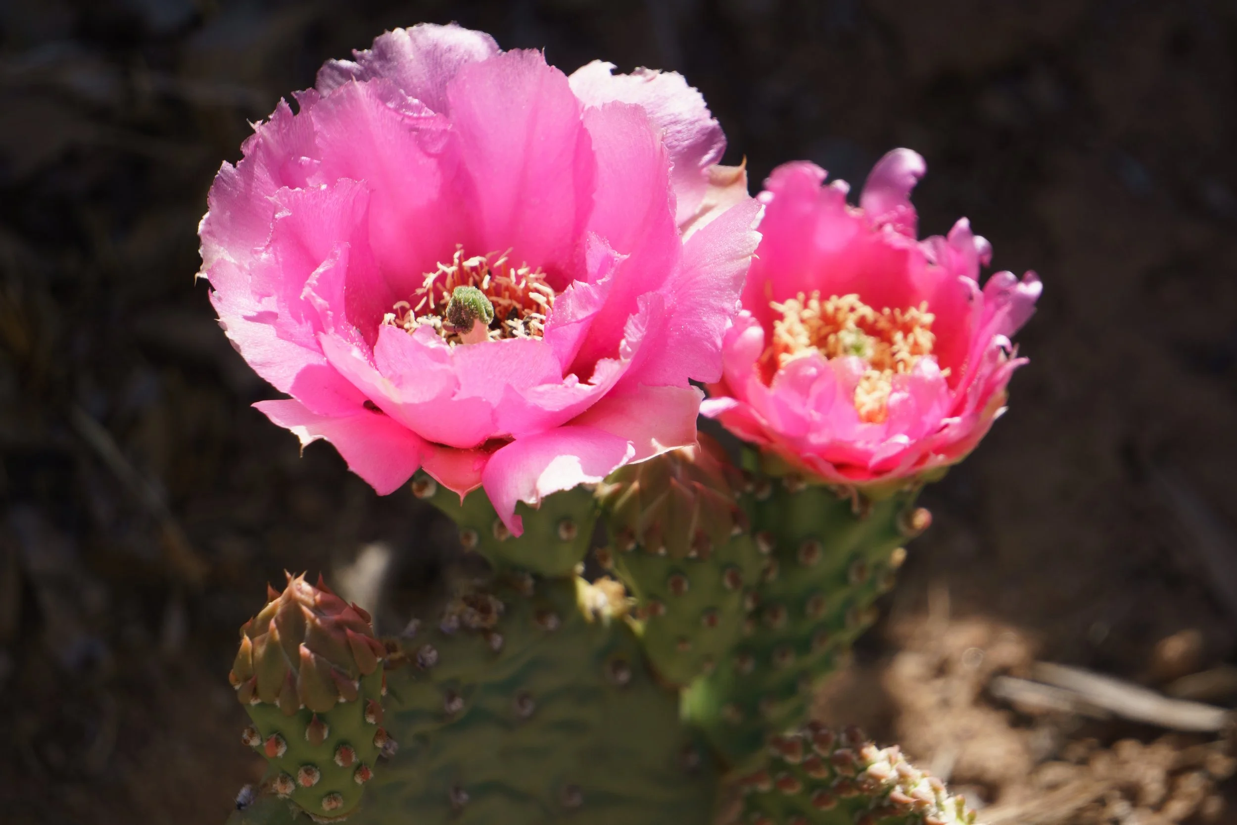 DSC04601.jpg