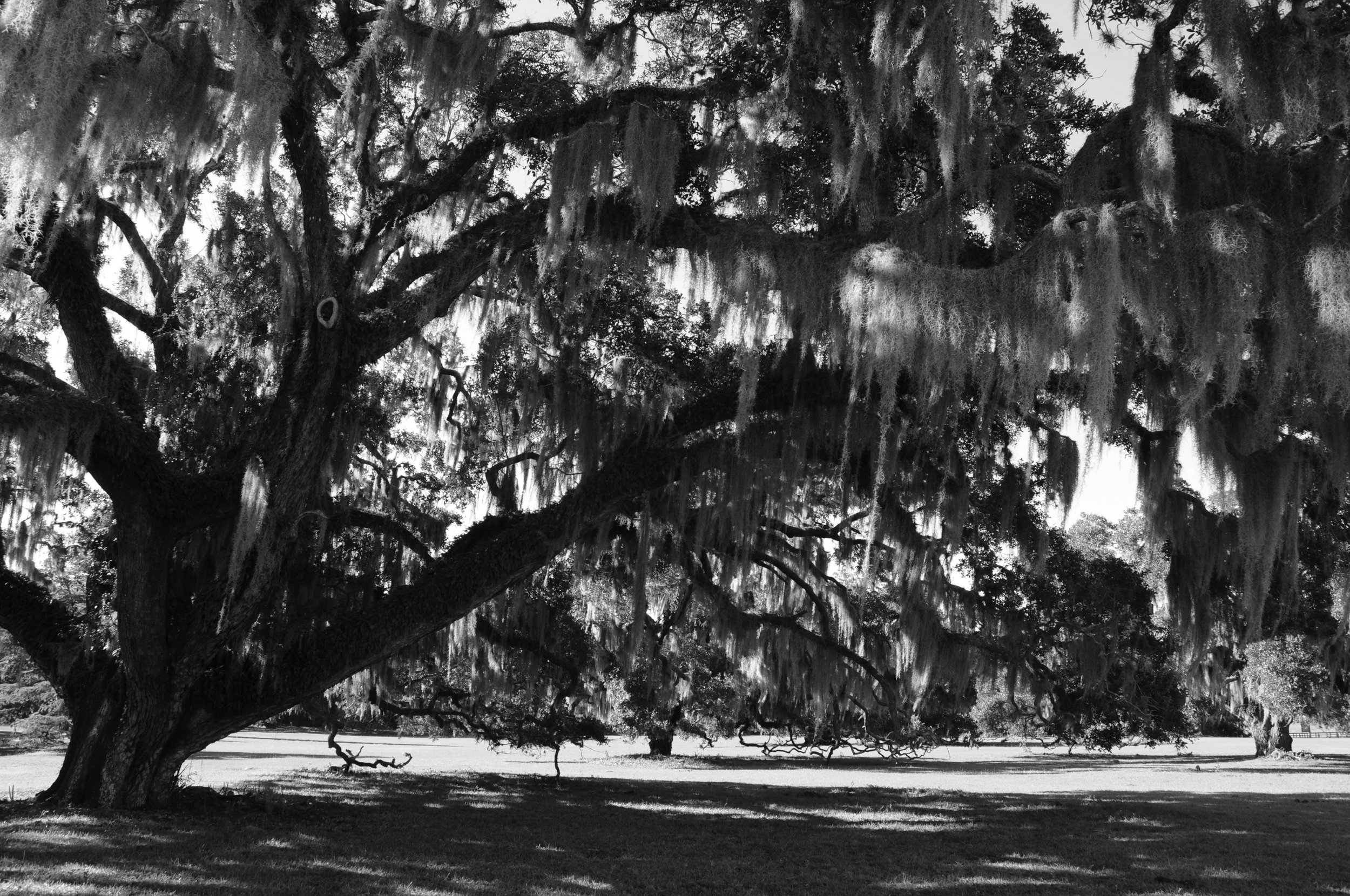 liveoak7grayscale.jpg