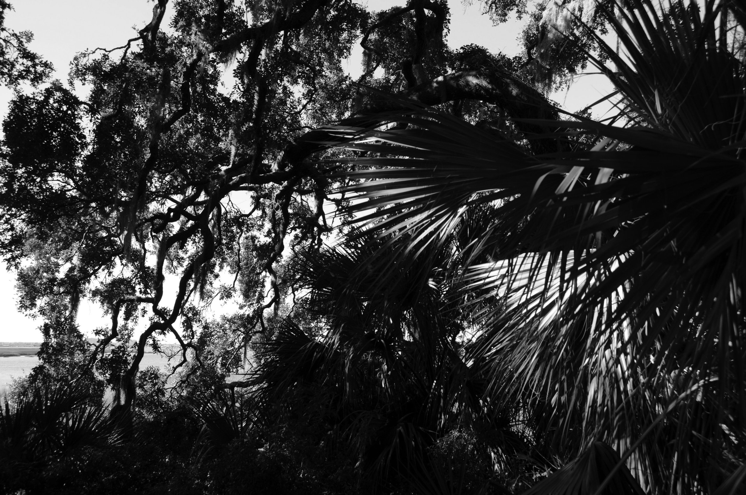 viewtomarsh3grayscale.jpg