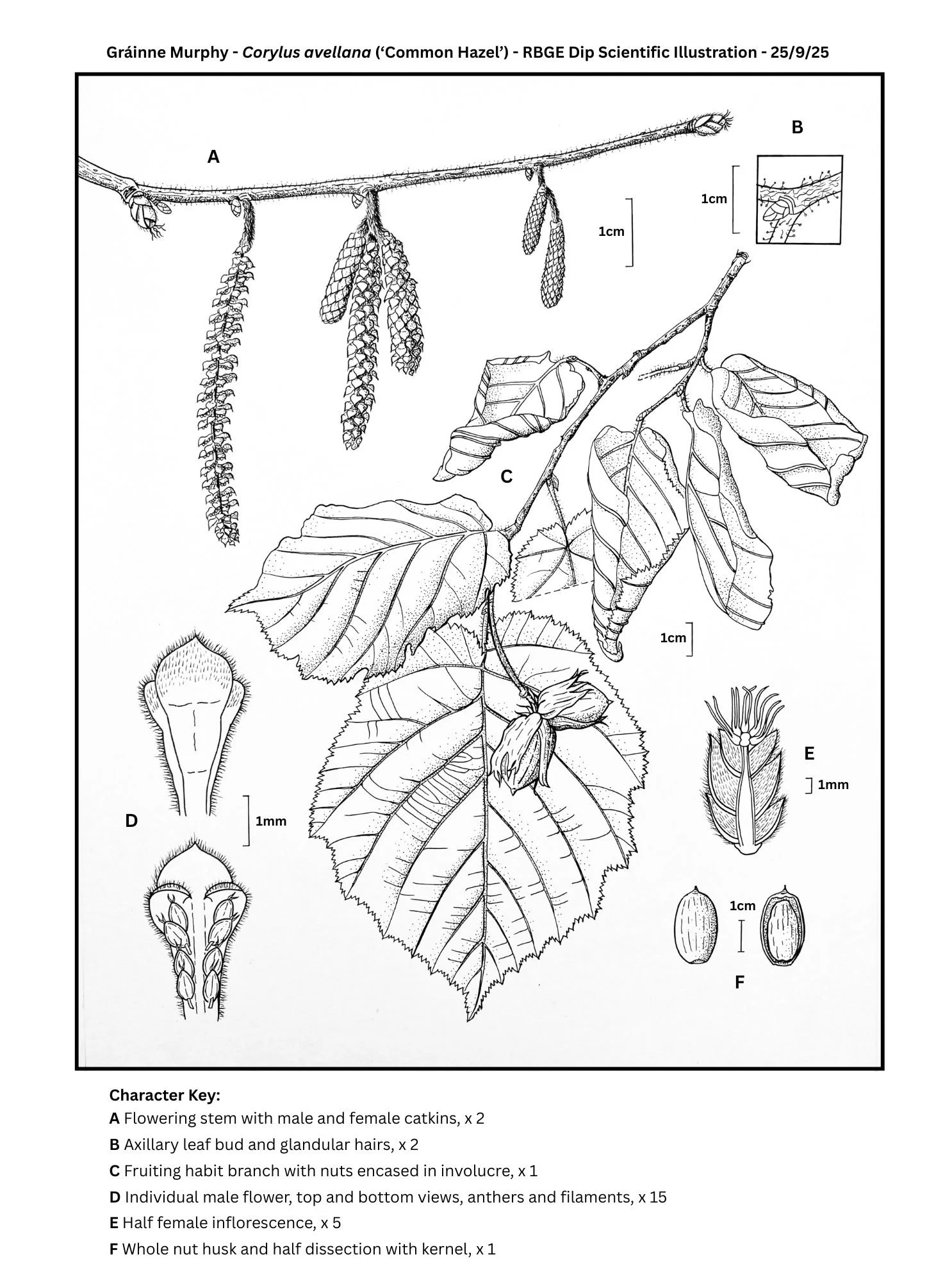 2025, Scientific Illustration, Corylus avellana (Common Hazel)