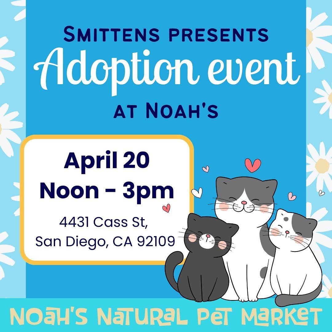 Some of the kitties you might see at the Cat Adoption Event at @noahsnaturalpetmarket this Saturday! 🐱 

📍Noah&rsquo;s Natural Pet Market in PB
🗓️ 4/20 from Noon-3pm

Stay tuned for the cats and kittens we&rsquo;ll bring to the adoption event! 

?