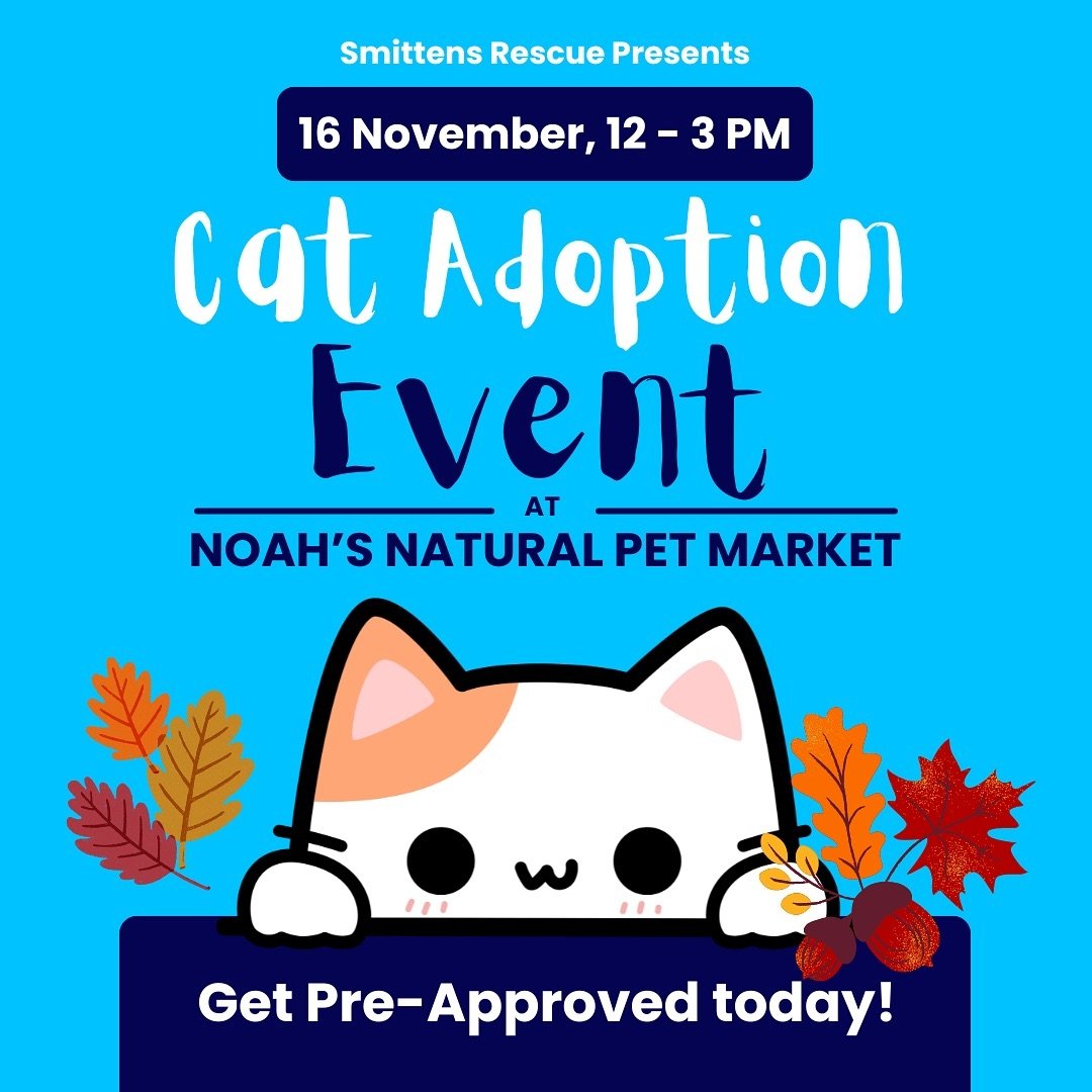 ✨CAT ADOPTION EVENT at Noah&rsquo;s!!✨ 

📍 Noah&rsquo;s Natural Pet Market 
@noahsnaturalpetmarket
4431 Cass St, San Diego, CA 92109
🗓️ Sat. 11/16 from 12-3 pm 

Come meet some adoptable cats and kittens! 🐱 Stay tuned to see who will be going. 

?