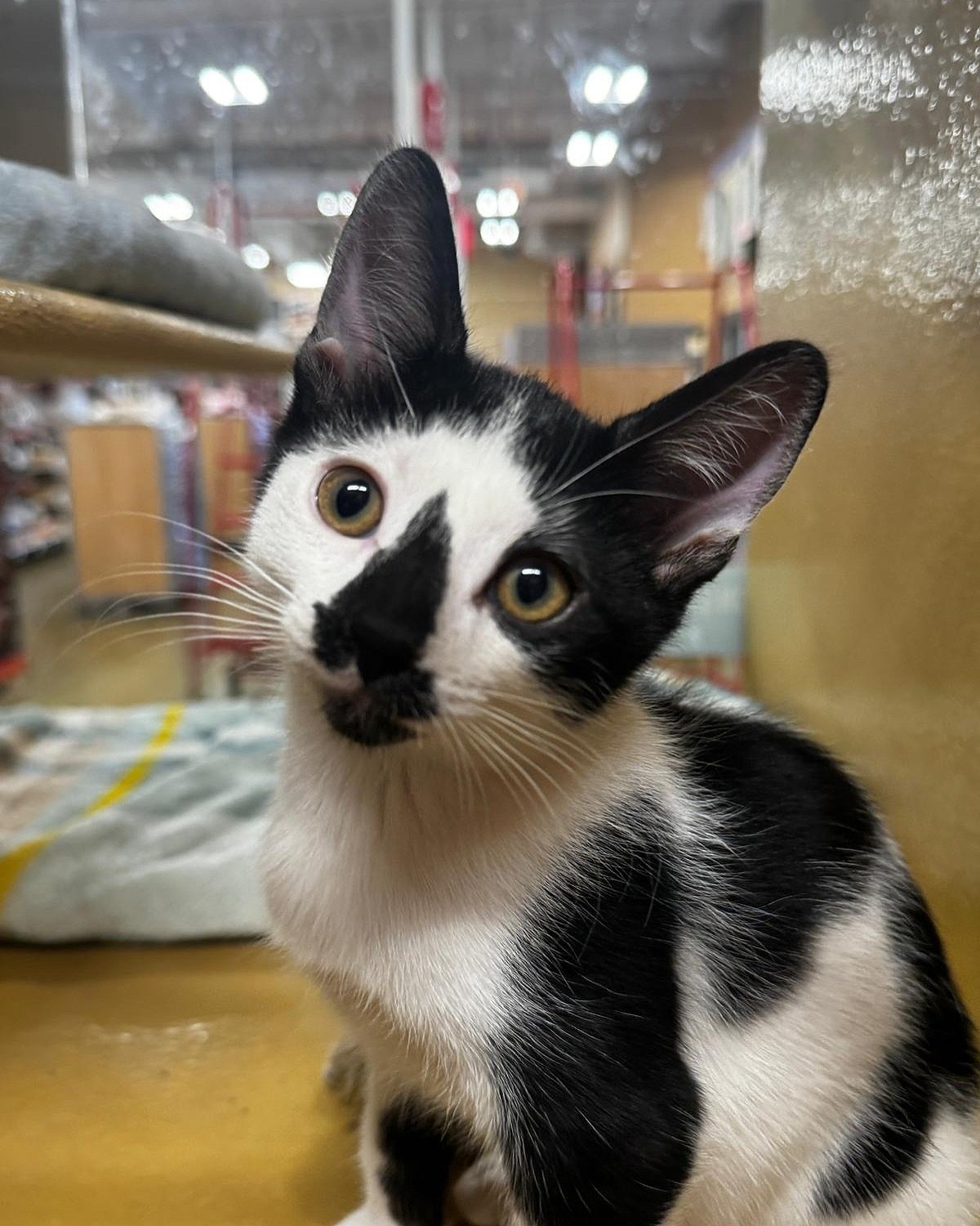 We are giving thanks this month to all of our various volunteers who together make our rescue work! 💕 Today, we wanted to give a HUGE shoutout to our Adoption Center Volunteers! 🐱 The BEST way our cats get exposure is through one of our adoption ce