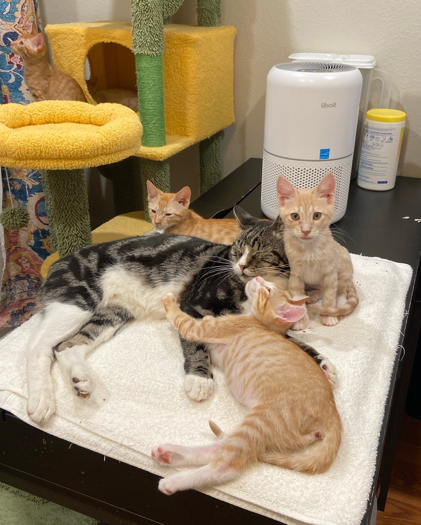 It&rsquo;s the orange crew&rsquo;s last night in their foster home! Shout out to foster cat Merovingian for stepping up as stepdad and being so patient around these guys 🐱 All 5 of the oranges are available for adoption! 

Presenting: Crush, SunnyD,