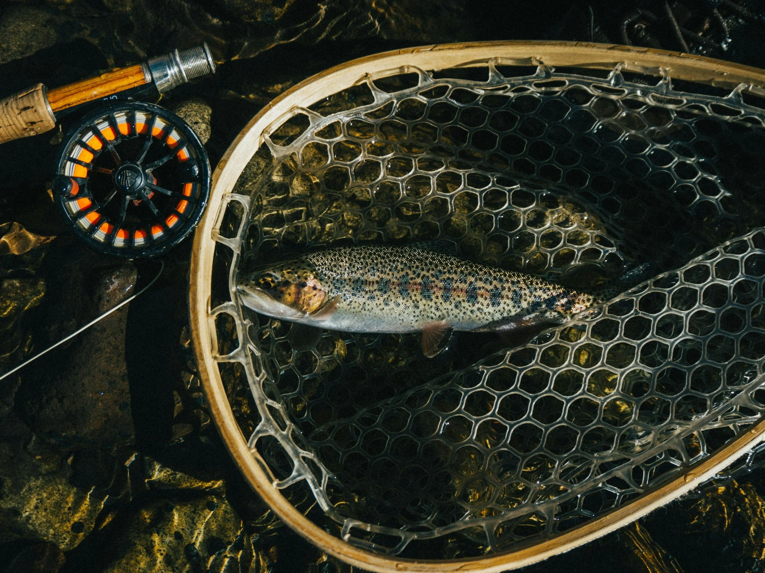 A rainbow trout in a fishing net submerged in shallow water with rocks, a fishing rod, and reel nearby.