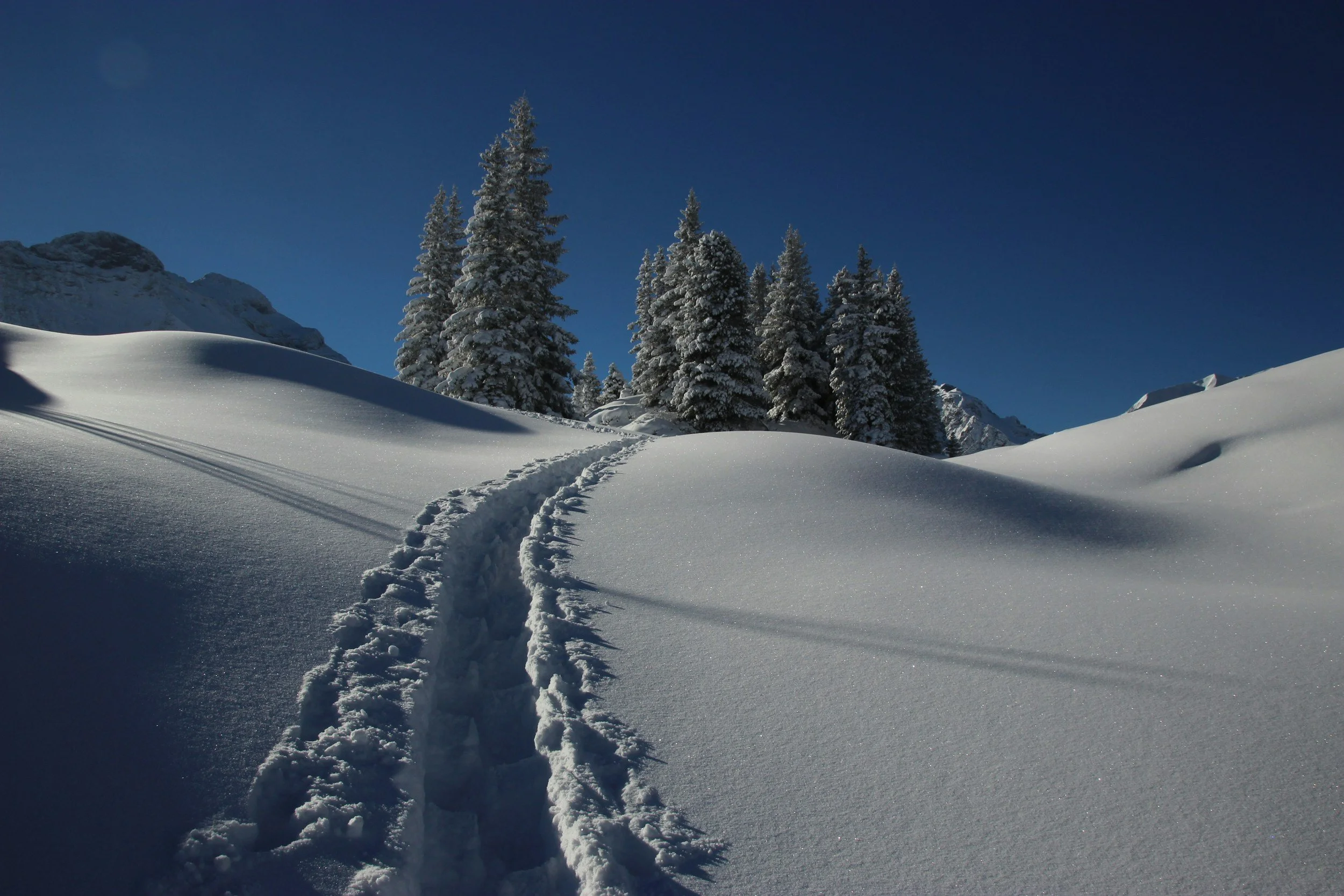 Snow-covered landscape with footprints leading towards a cluster of snow-laden evergreen trees under a clear blue sky.