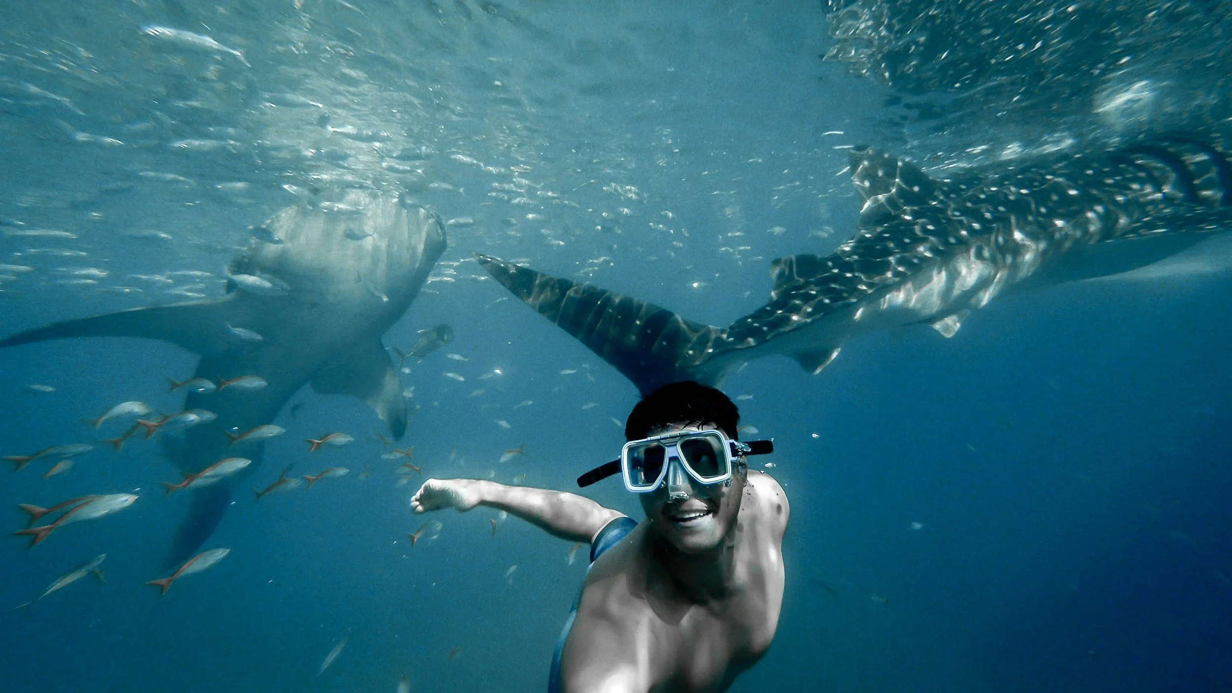 A man swimming underwater with a snorkel mask, surrounded by small fish and larger sharks in the ocean.
