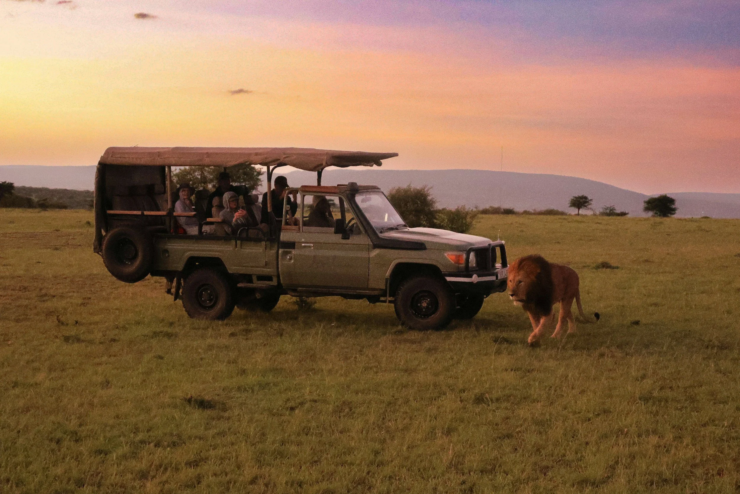 A safari vehicle with tourists observing a lioness walking across the grassland during sunset.