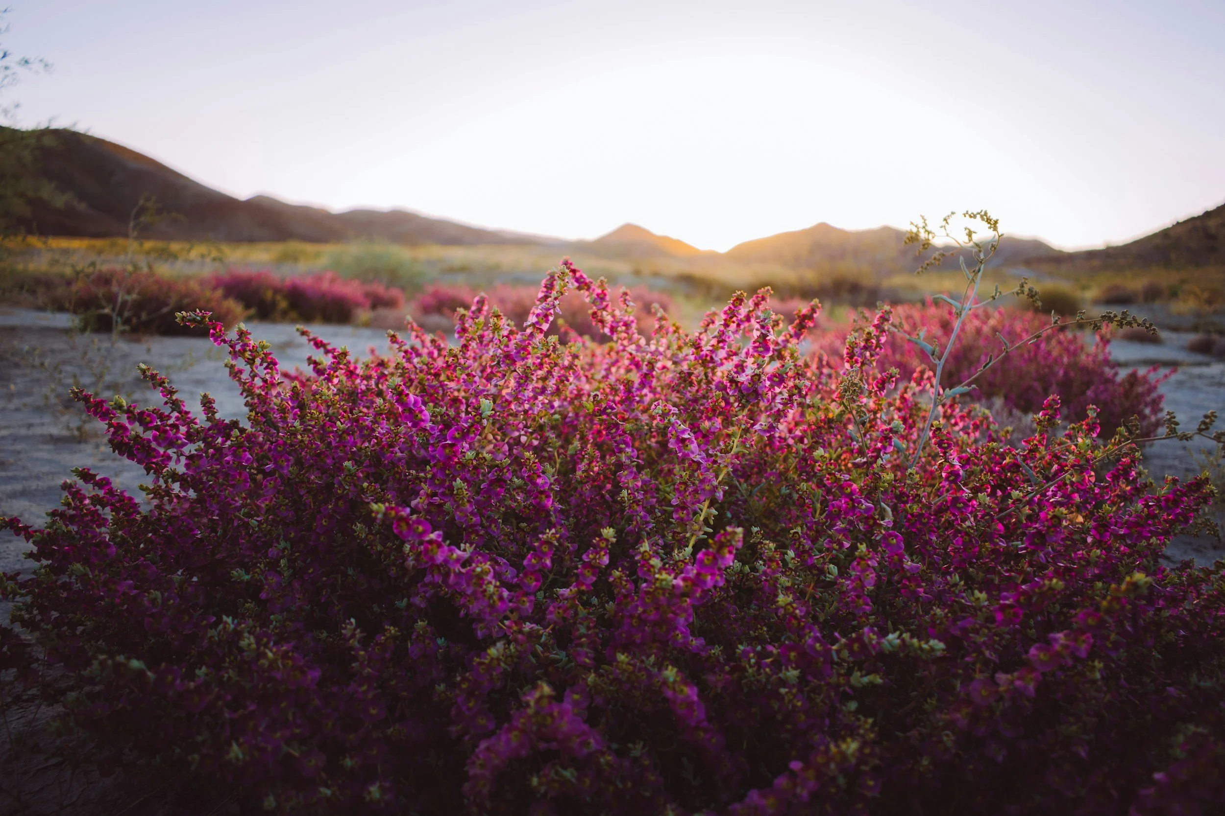 An uplifting image of purple flowers illuminated by the sun with mountains in the distance.
