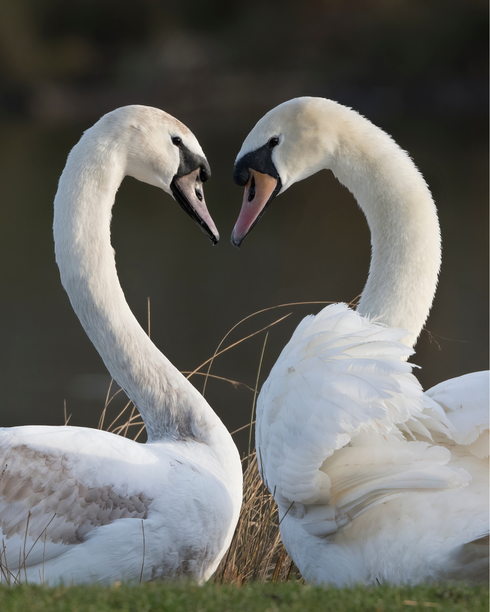 Partnership & Dating: Identifying Your Needs, Values, and Expectations for Aligned Relationships