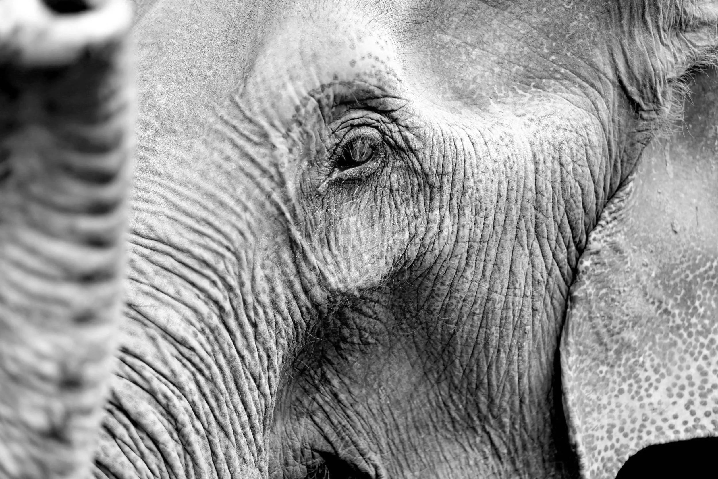 A close-up of a beautiful adult elephant, it's trunk upturned and eye gazing directly at the viewer. There's a sense of wisdom in its gaze.
