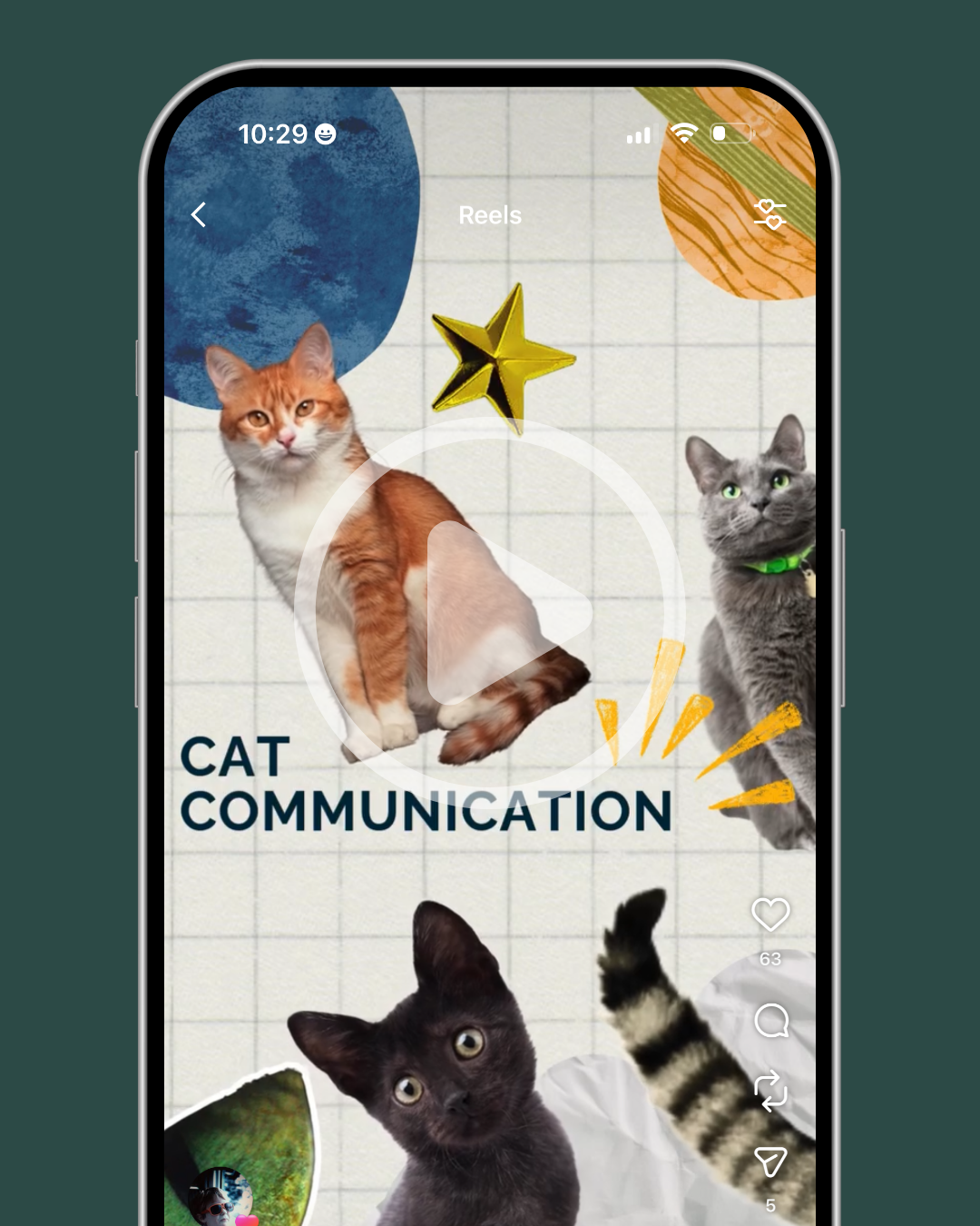 Cat Communication Video.png