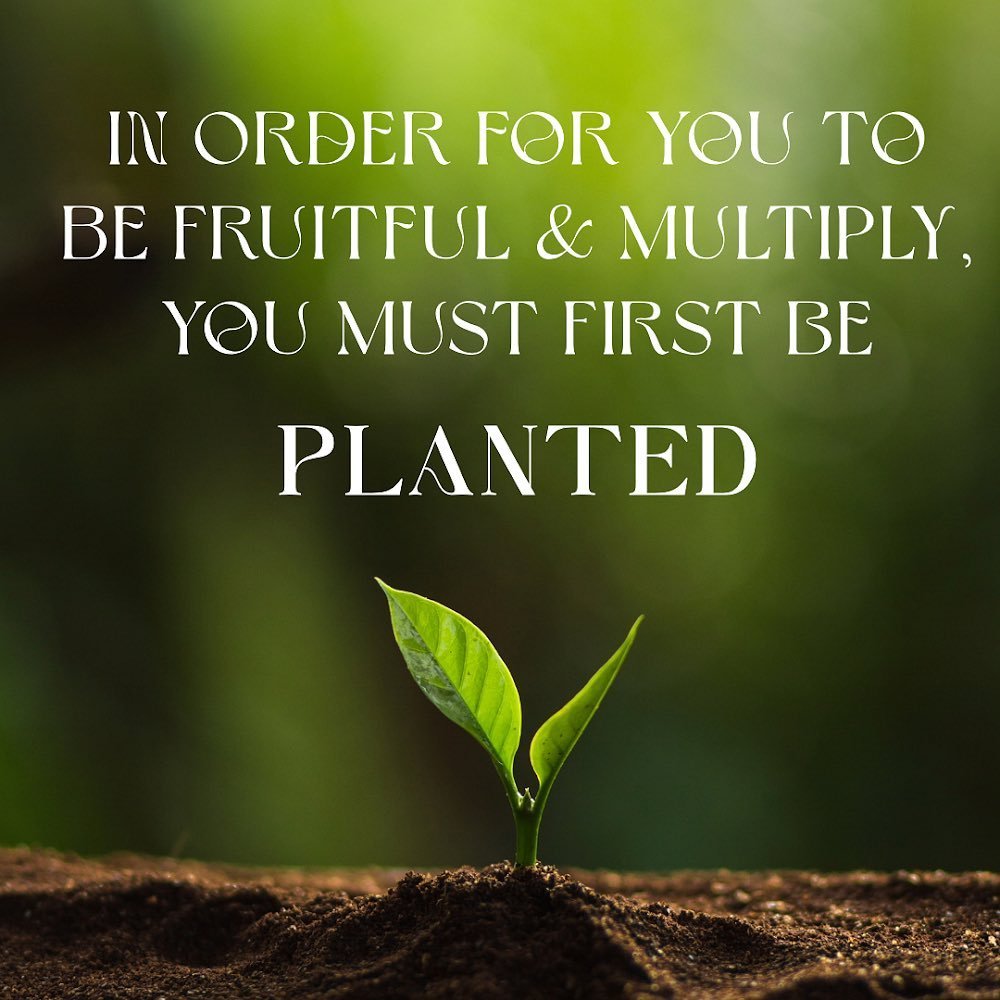 Tending the Garden of our Hearts: 
PLANTED 

(Full sermon on the East Gate Bethlehem YouTube Channel)

This past Sunday the Lord spoke to us about the importance of being planted. We must be planted in His presence. We become planted in His presence 