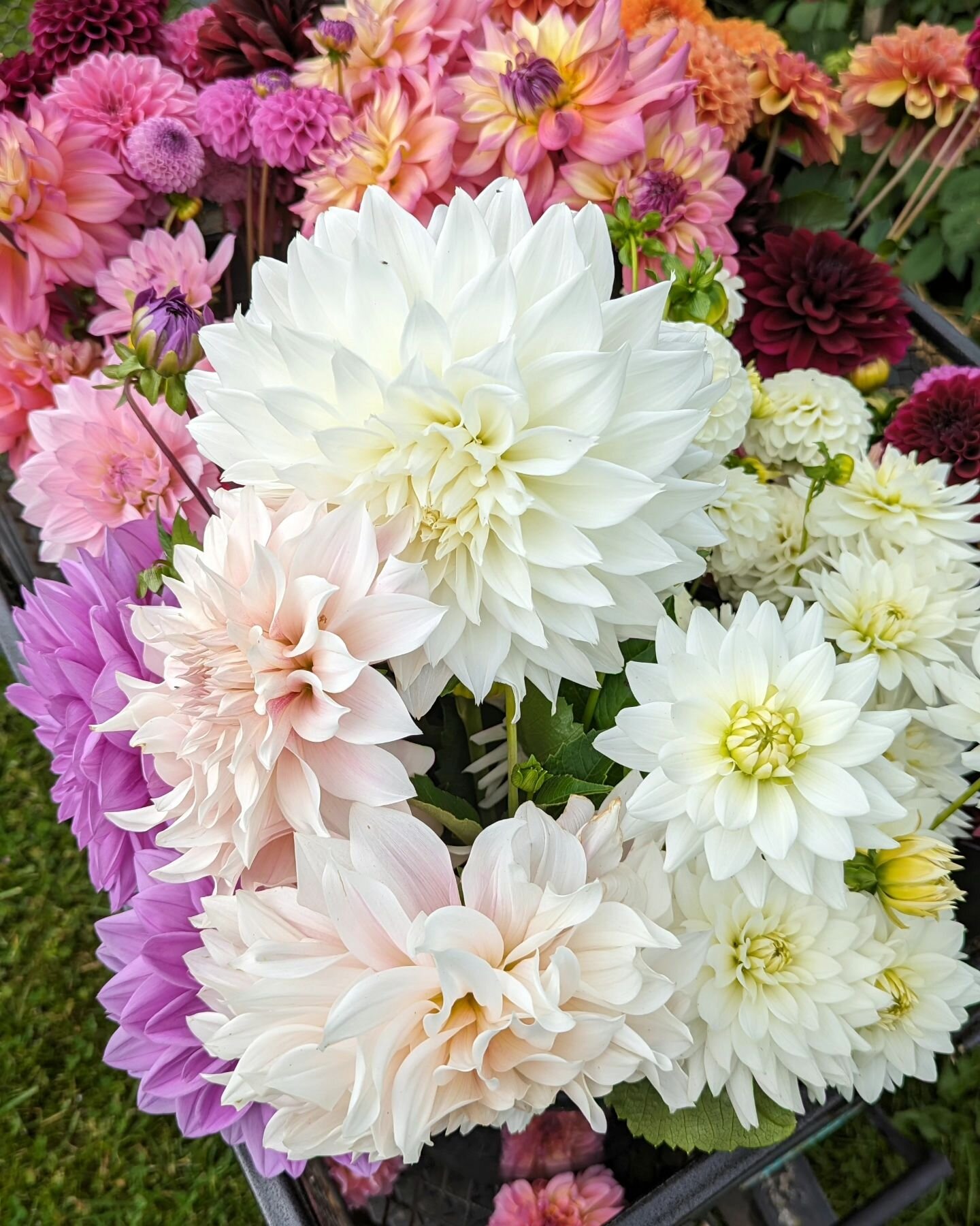 💐UPDATE FROM THE GATE 💐
The flowers have been cut and are resting in the flower shed before I make them into bouquets later today
💐💐💐
The Flower Stall will be stocked and open Friday and Saturday from 8.00am . It's self-serve, so you can scan th